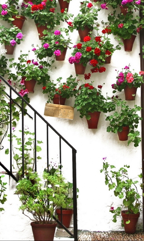 Baixar papel de parede para celular de Flor, Terra/natureza, Planta De Vaso gratuito.