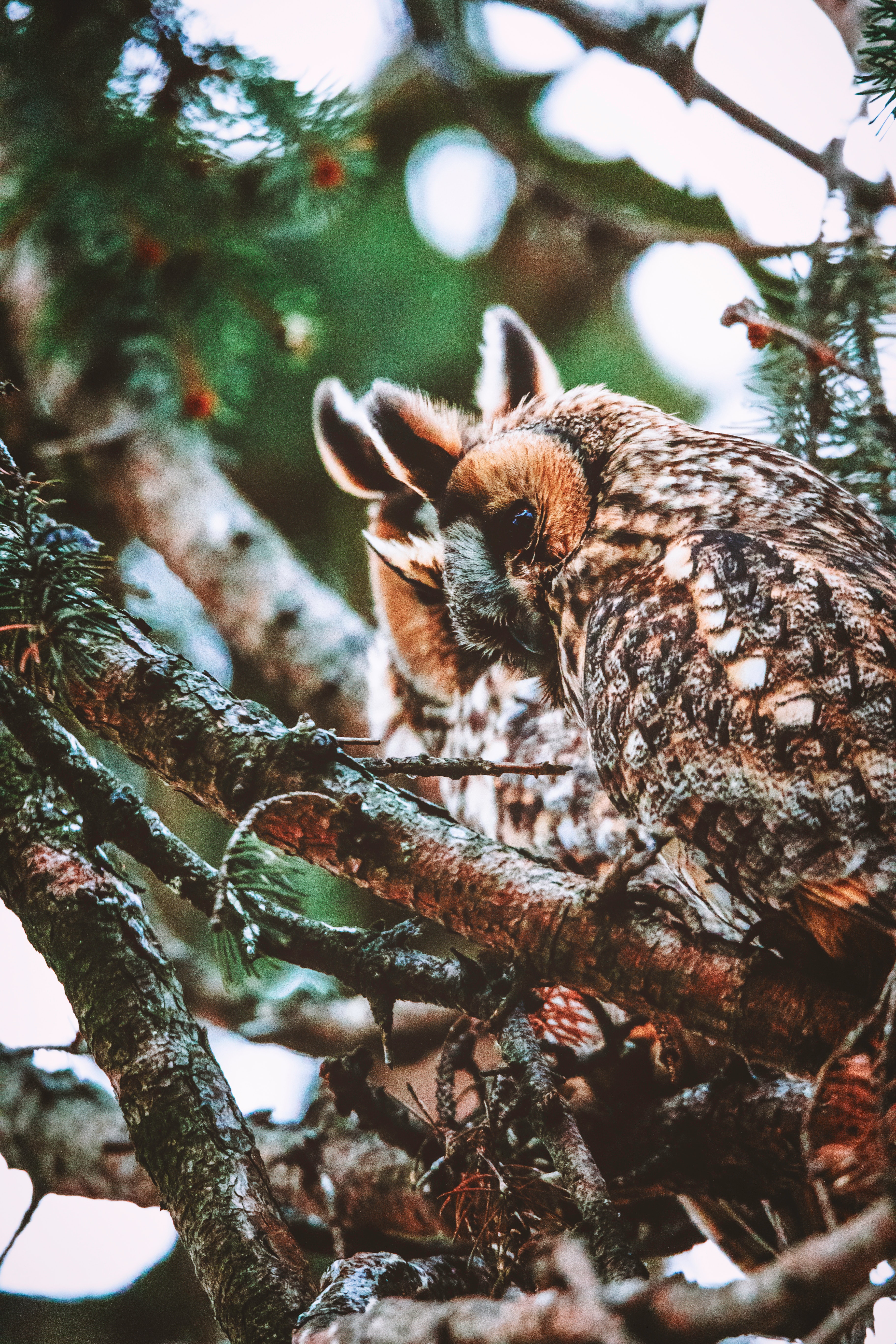 Free download wallpaper Bird, Branches, Predator, Animals, Wildlife, Owl on your PC desktop