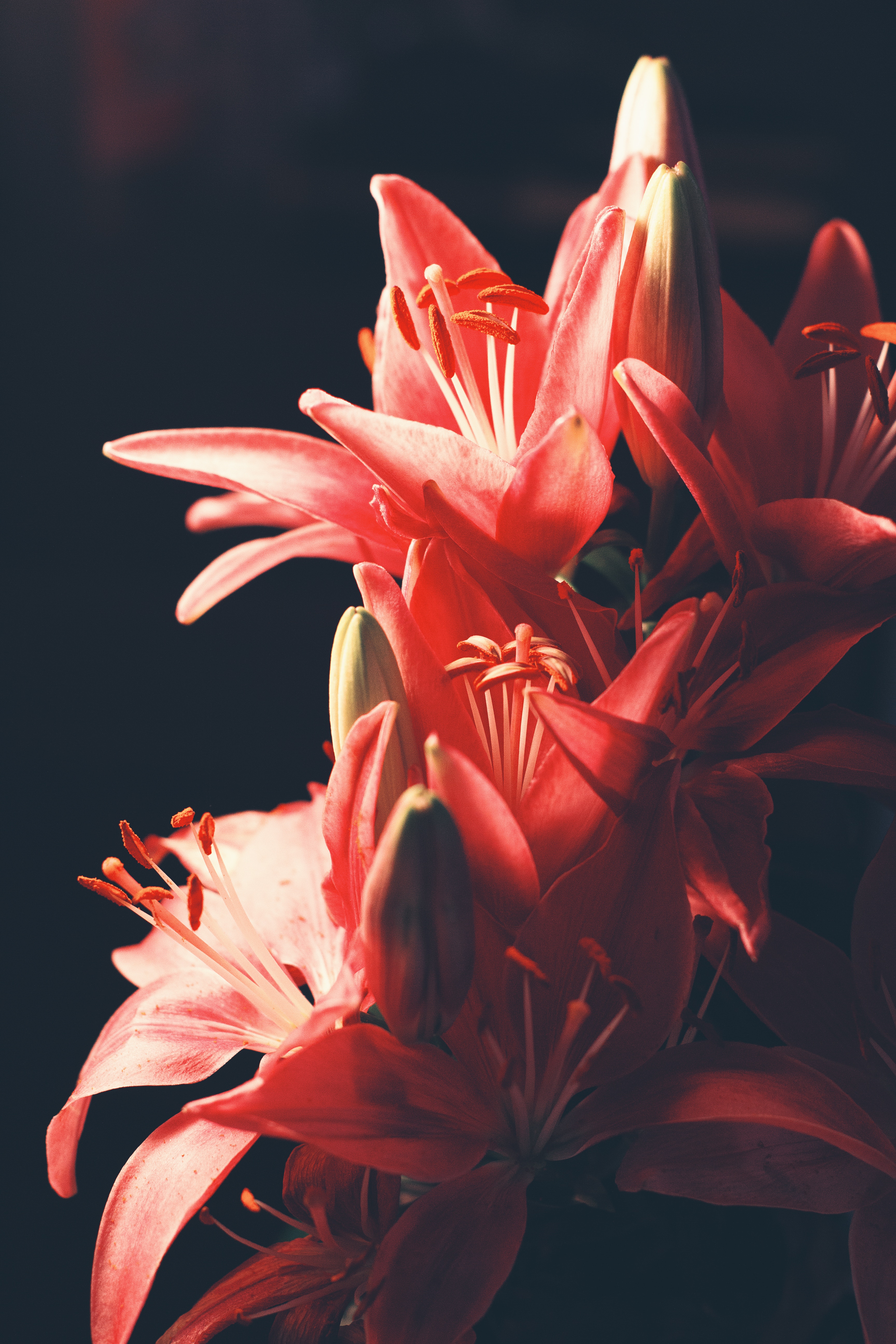 Desktop FHD flowers, lilies, blur, smooth, bouquet
