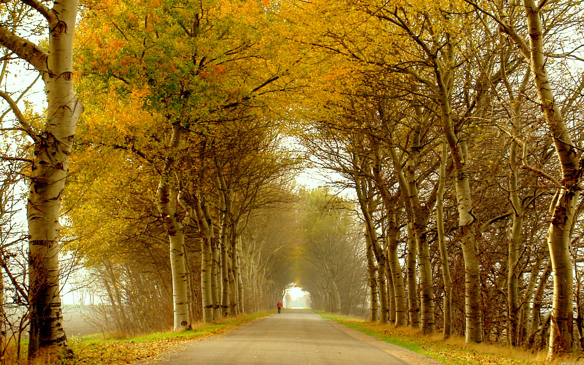Handy-Wallpaper Herbst, Baum, Birke, Menschengemacht, Innerortsstraße, Von Bäumen Gesäumt kostenlos herunterladen.