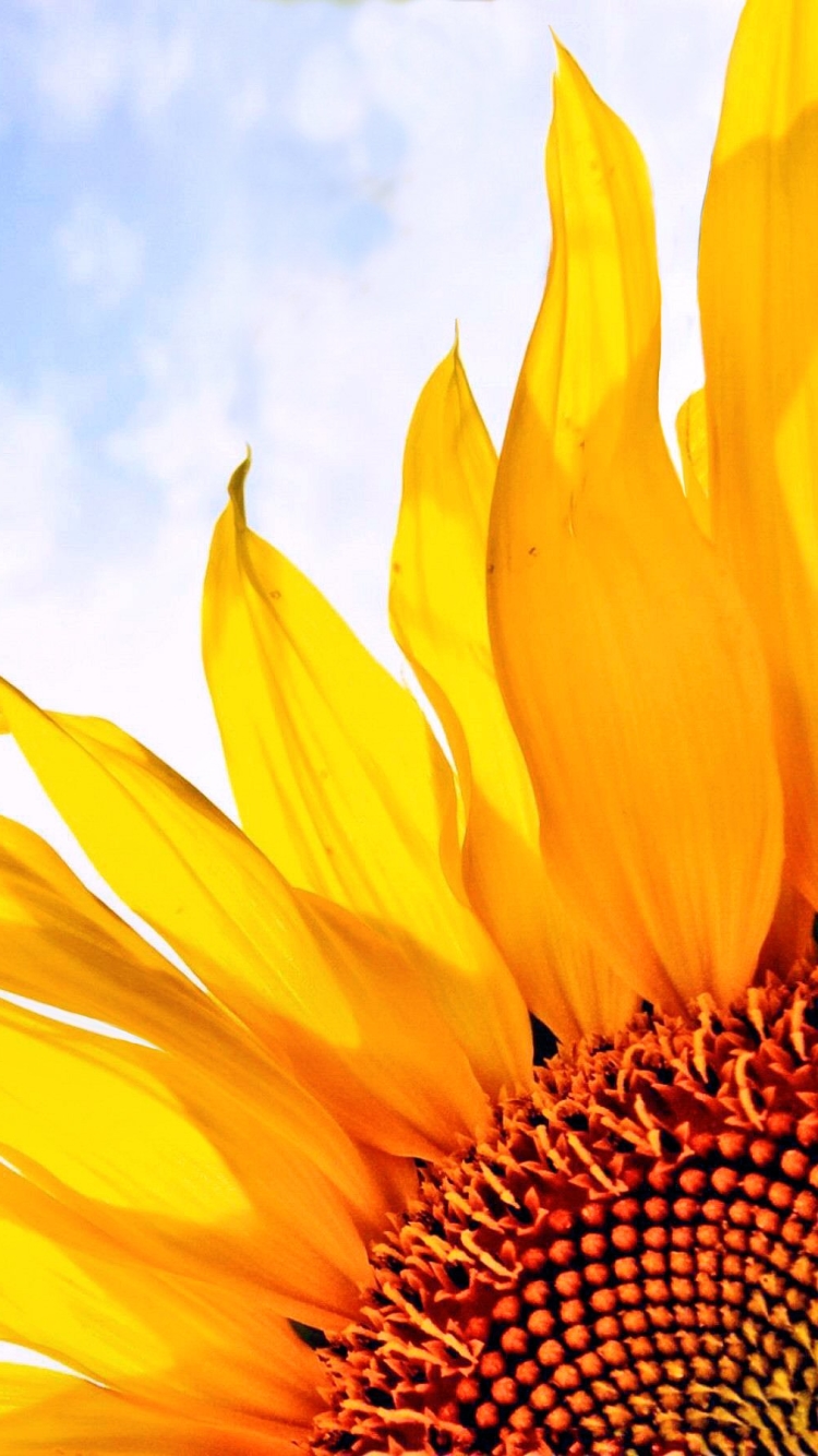Download mobile wallpaper Sky, Earth, Spring, Sunflower for free.