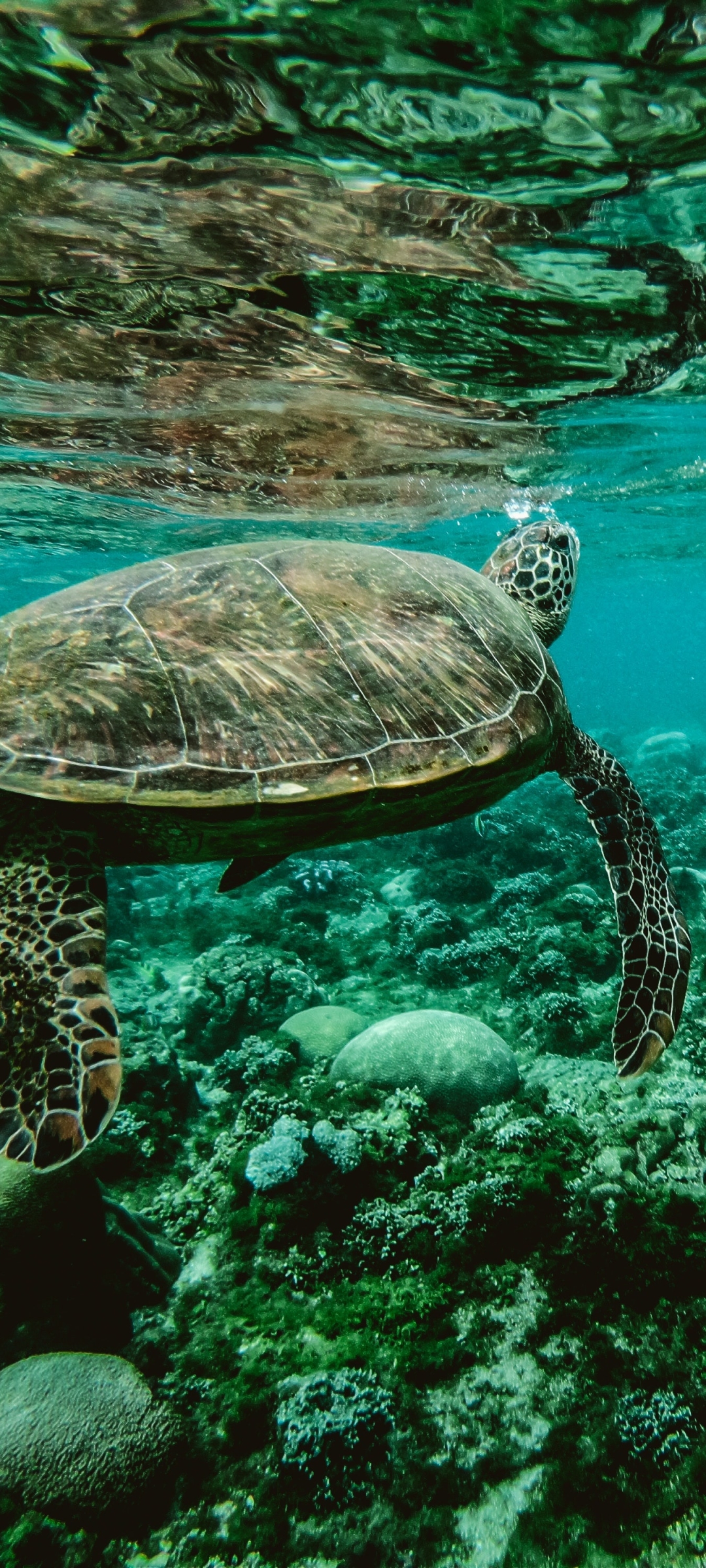 Download mobile wallpaper Turtles, Animal, Underwater, Turtle, Sea Life for free.