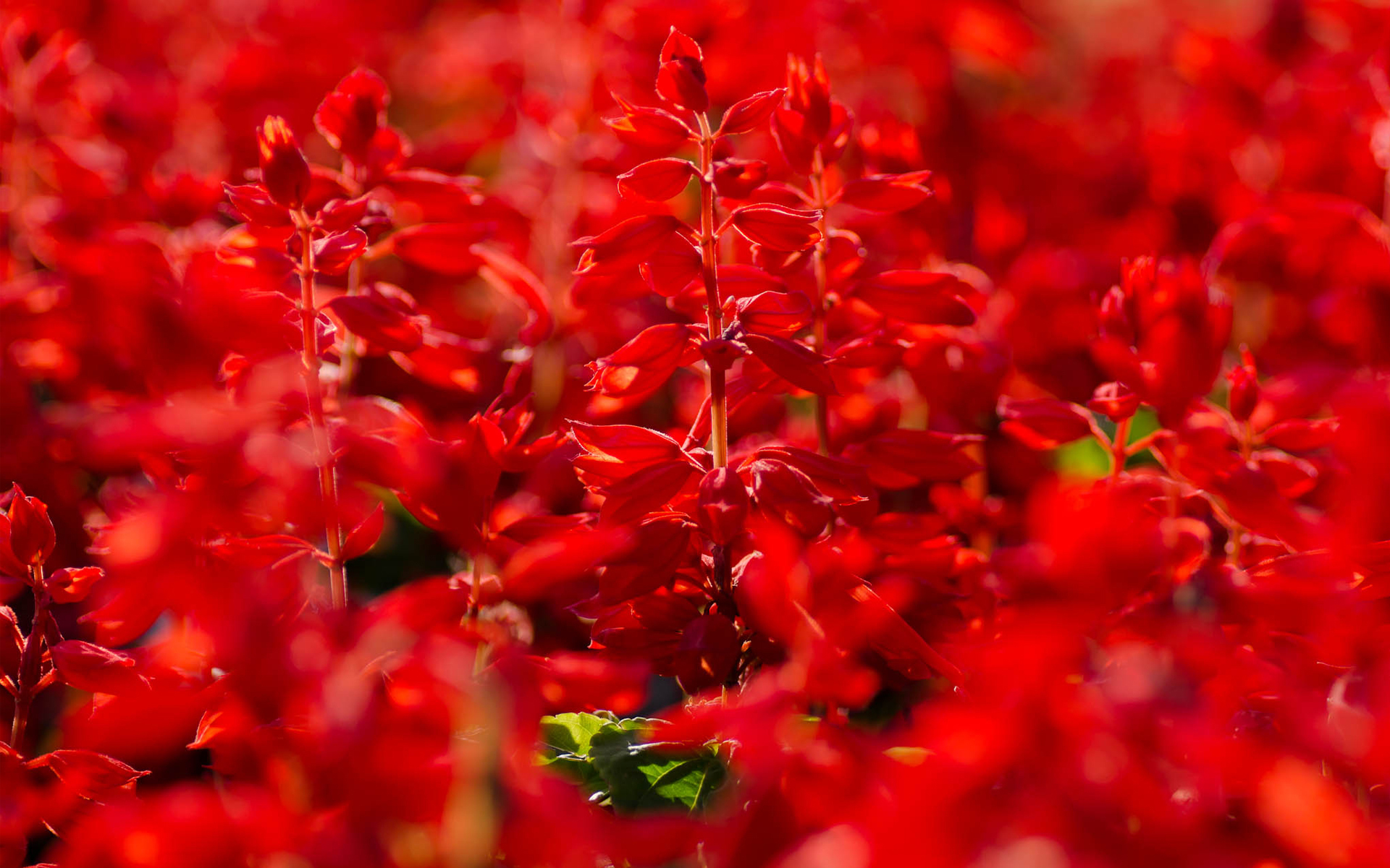 Descarga gratuita de fondo de pantalla para móvil de Flores, Flor, Tierra/naturaleza.