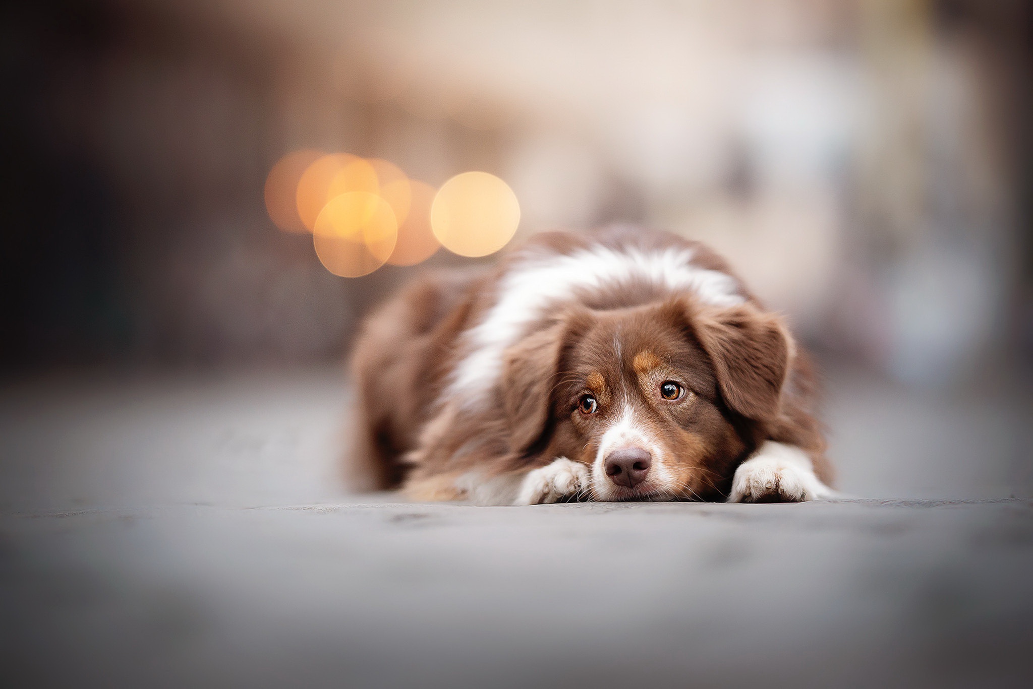 Free download wallpaper Dogs, Dog, Animal, Depth Of Field on your PC desktop