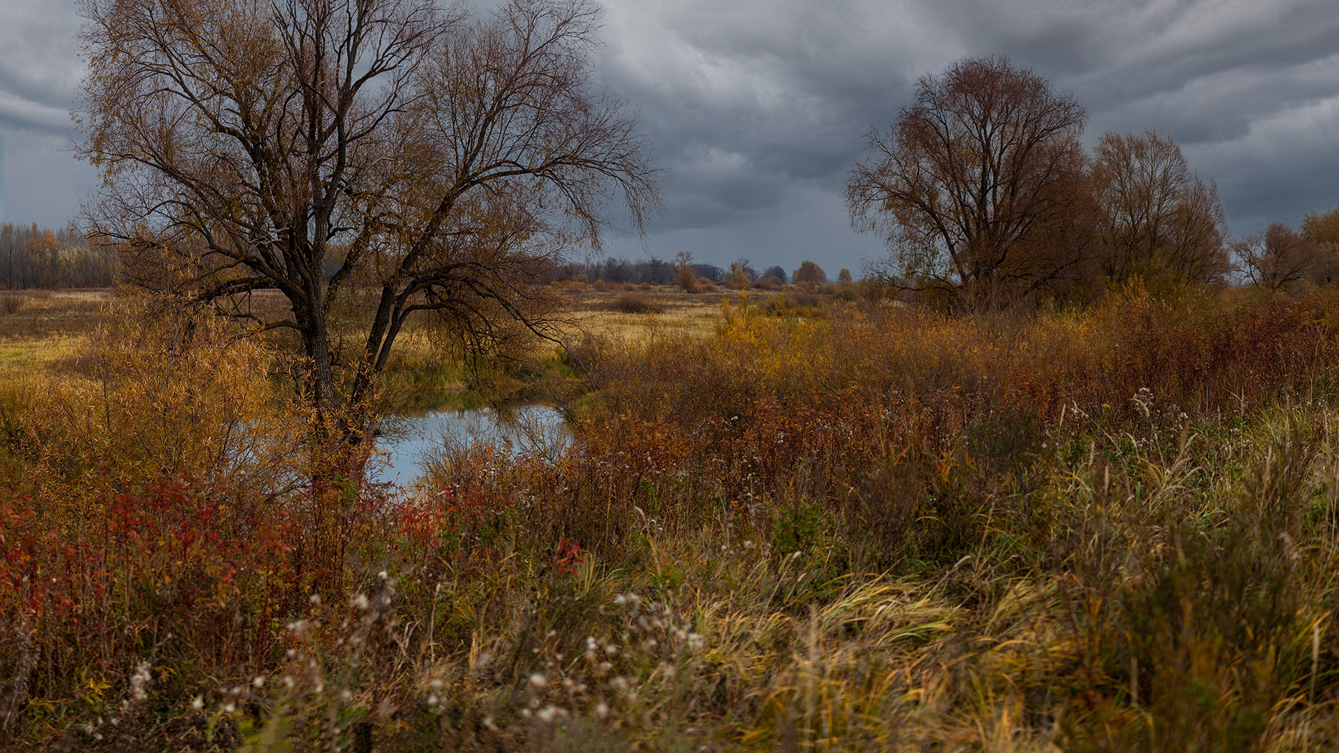 Download mobile wallpaper Landscape, Nature, Grass, Tree, Fall, Earth, Cloud for free.