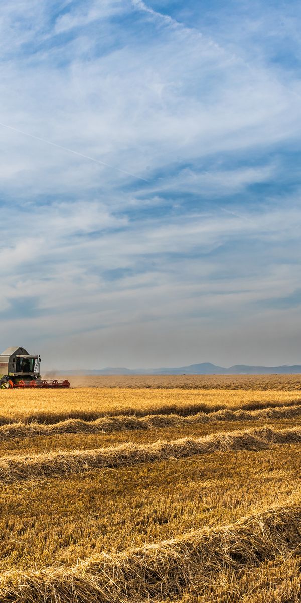 Field Crops Phone Wallpapers: Free 4K & HD Downloads | mob.org