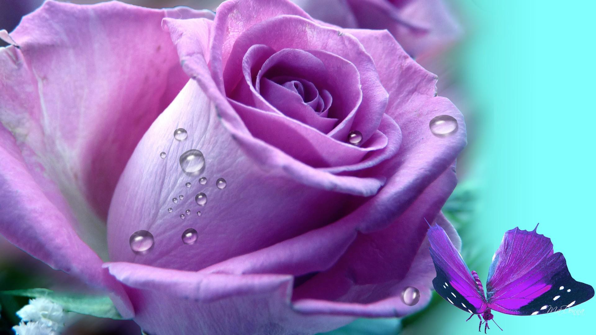 Скачать обои бесплатно Капли, Цветок, Роза, Бабочка, Фиолетовый Цветок, Художественные картинка на рабочий стол ПК