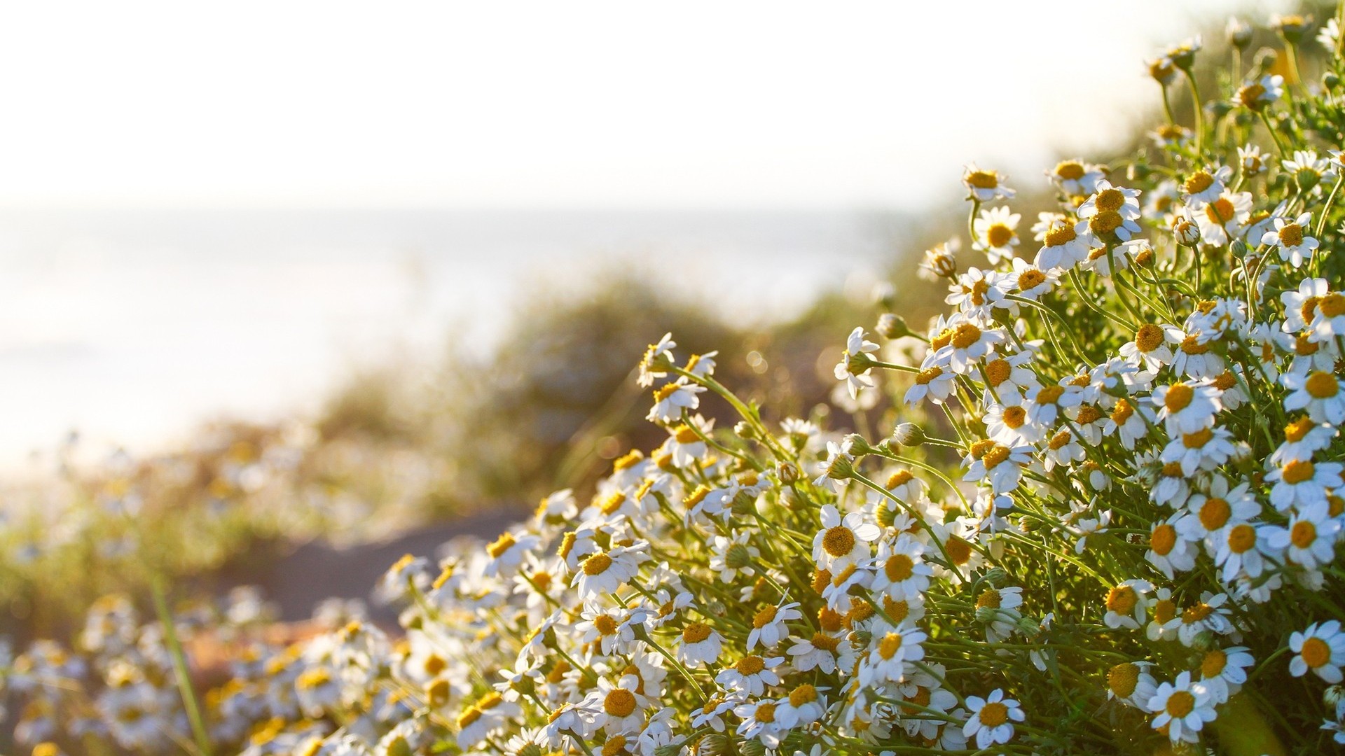 Free download wallpaper Nature, Flowers, Summer, Flower, Earth, Chamomile, Sunny, White Flower on your PC desktop