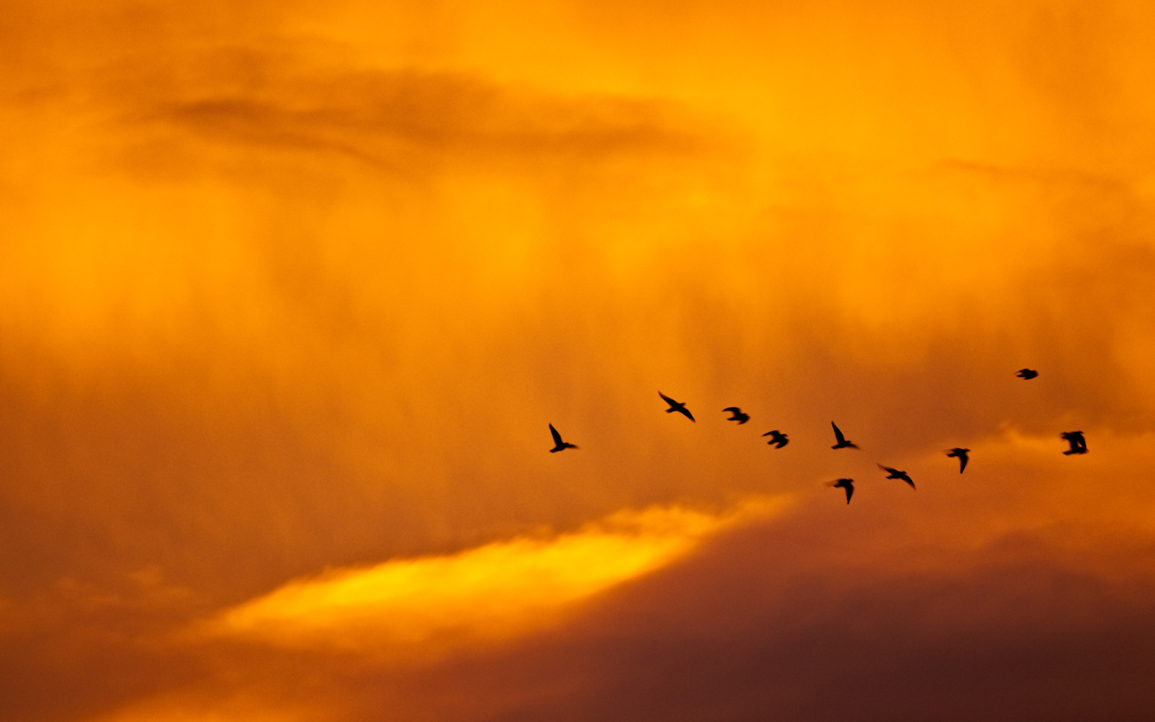 Baixe gratuitamente a imagem Animais, Aves, Pássaro na área de trabalho do seu PC