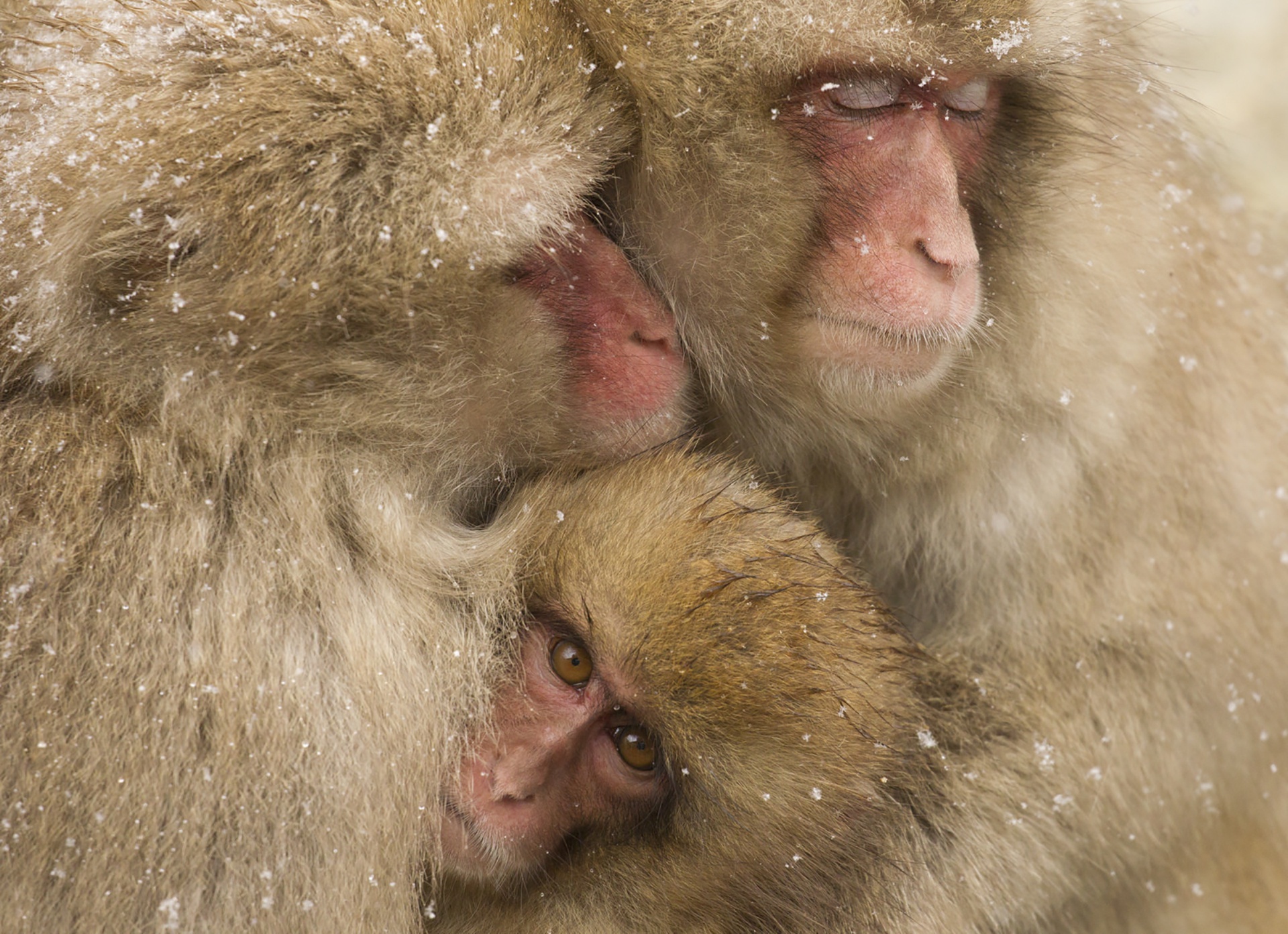 Download mobile wallpaper Monkeys, Monkey, Animal, Primate, Japanese Macaque, Baby Animal for free.