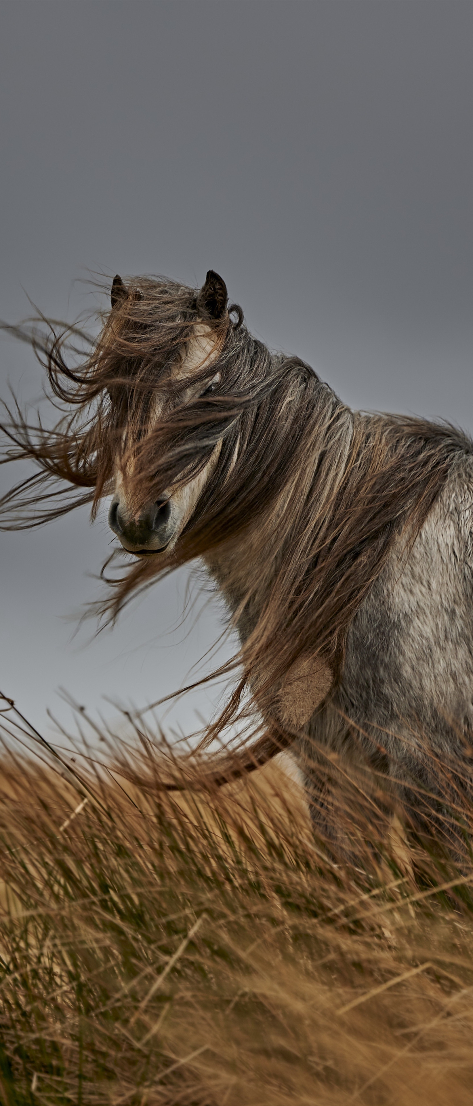 Descarga gratuita de fondo de pantalla para móvil de Animales, Caballo.