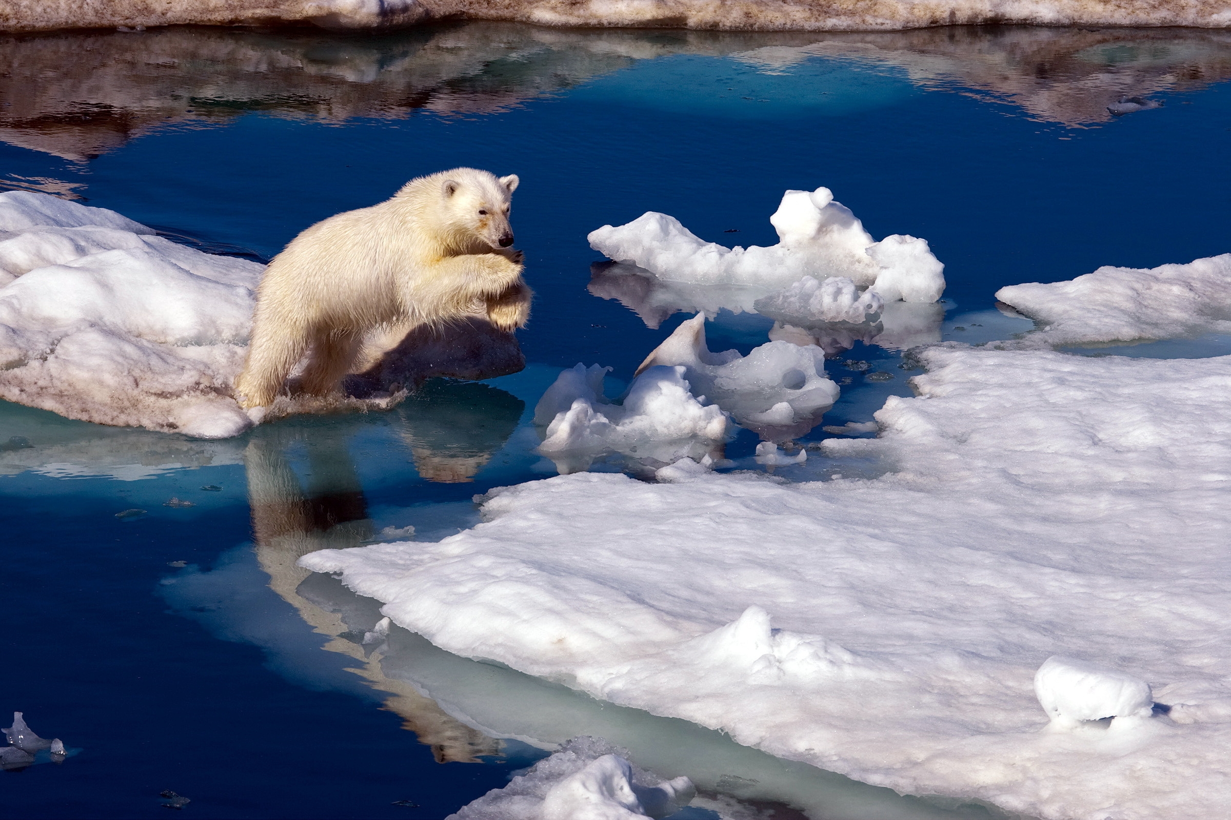 Free download wallpaper Animals, Water, Snow, Polar Bear, Antarctica on your PC desktop