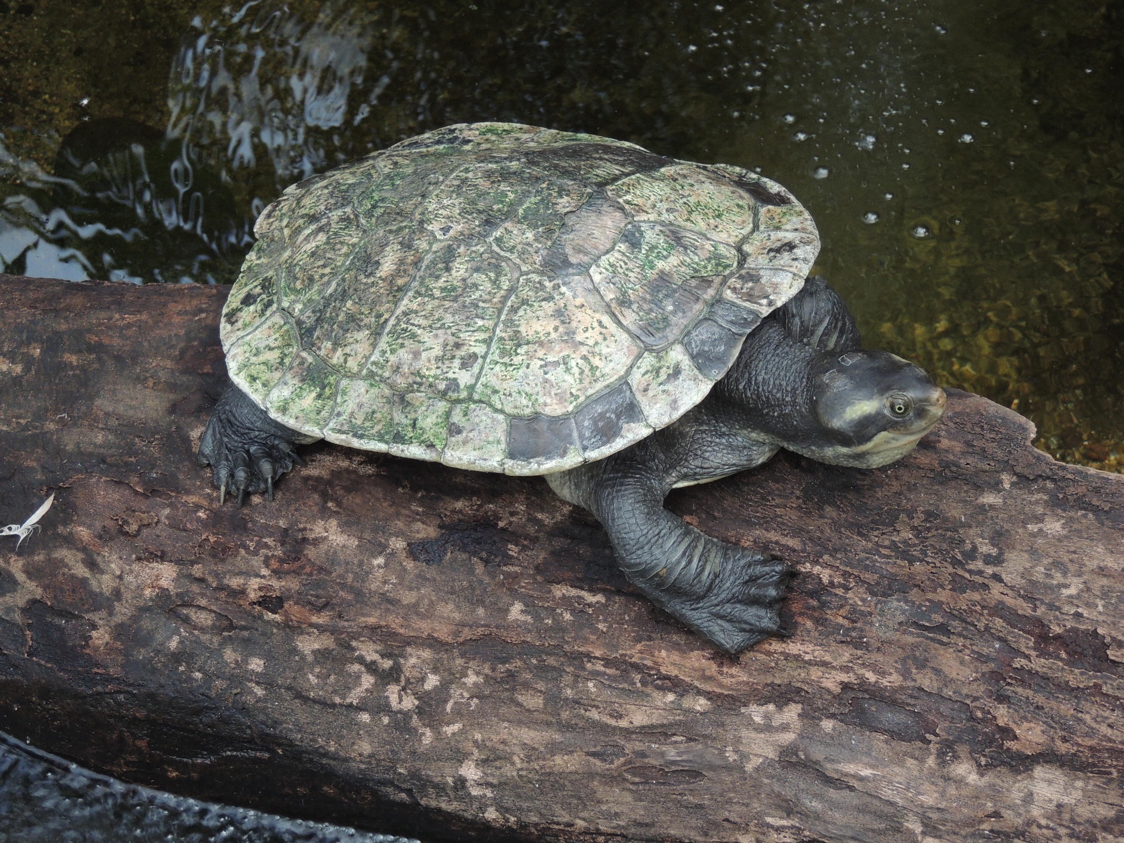 Download mobile wallpaper Turtles, Animal, Reptile, Log, Turtle for free.