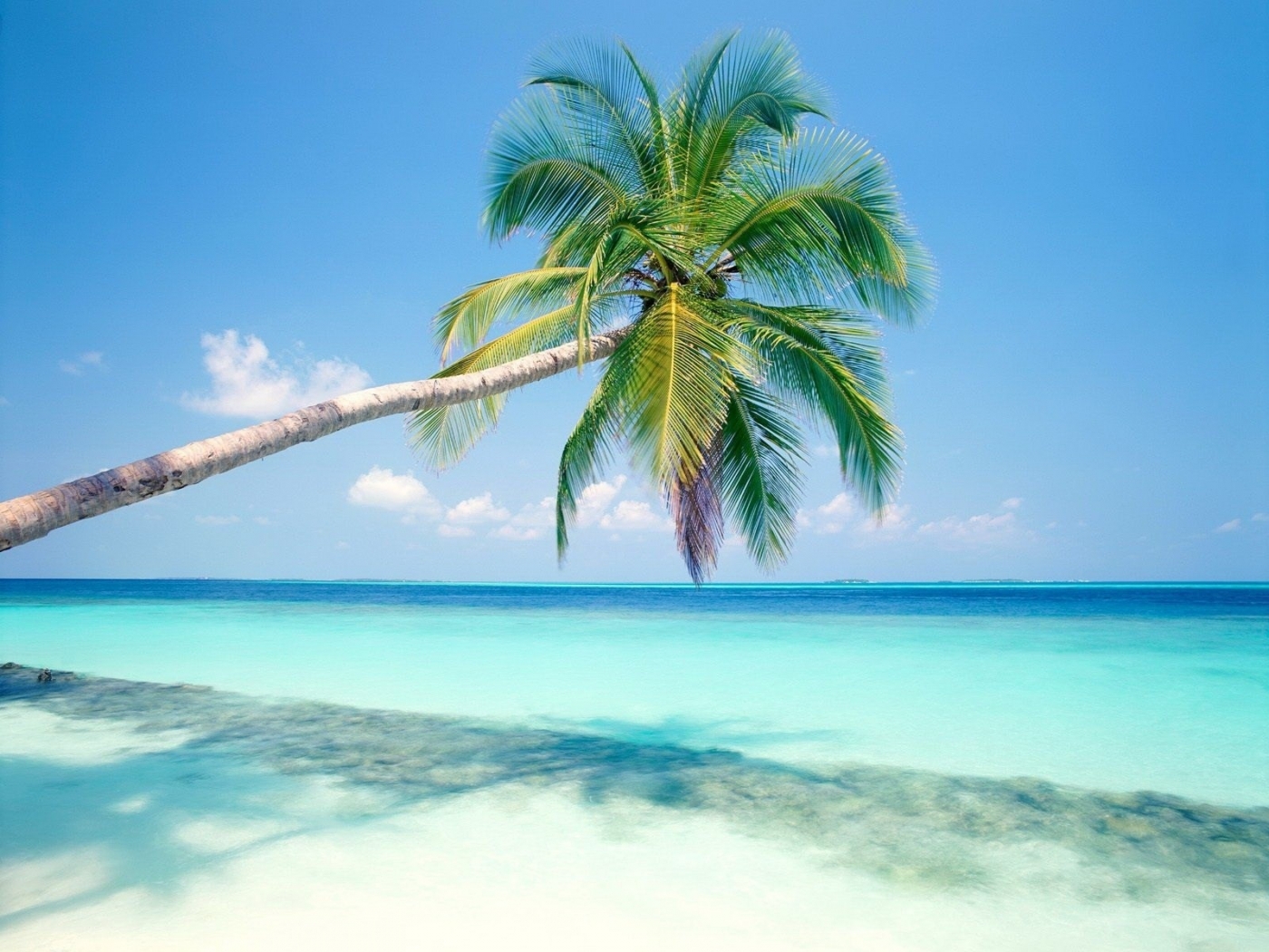 37311 Bild herunterladen palms, strand, landschaft - Hintergrundbilder und Bildschirmschoner kostenlos