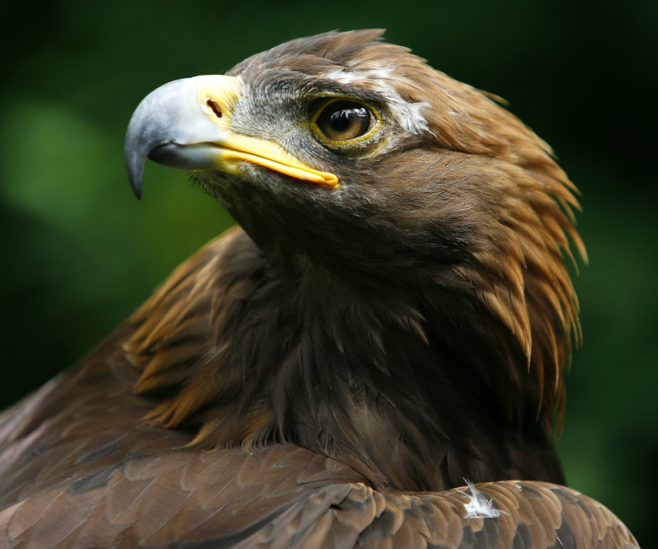 Download mobile wallpaper Birds, Animal, Eagle for free.