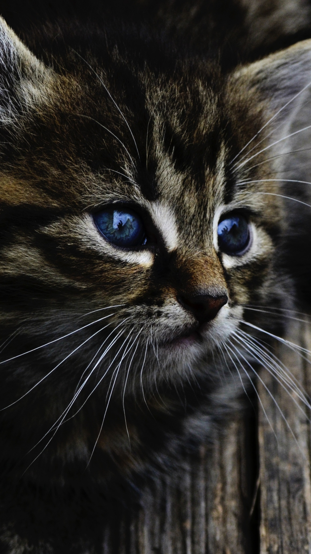 Handy-Wallpaper Tiere, Katzen, Katze, Kätzchen, Gesicht, Tierbaby kostenlos herunterladen.