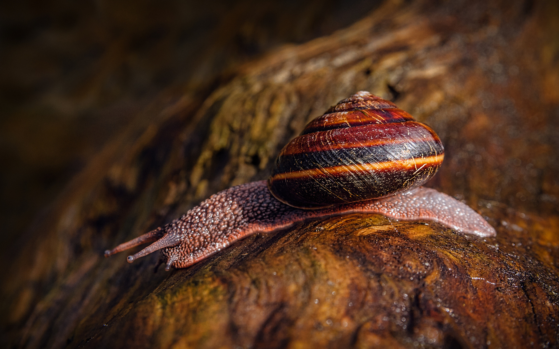 Free download wallpaper Animal, Snail on your PC desktop