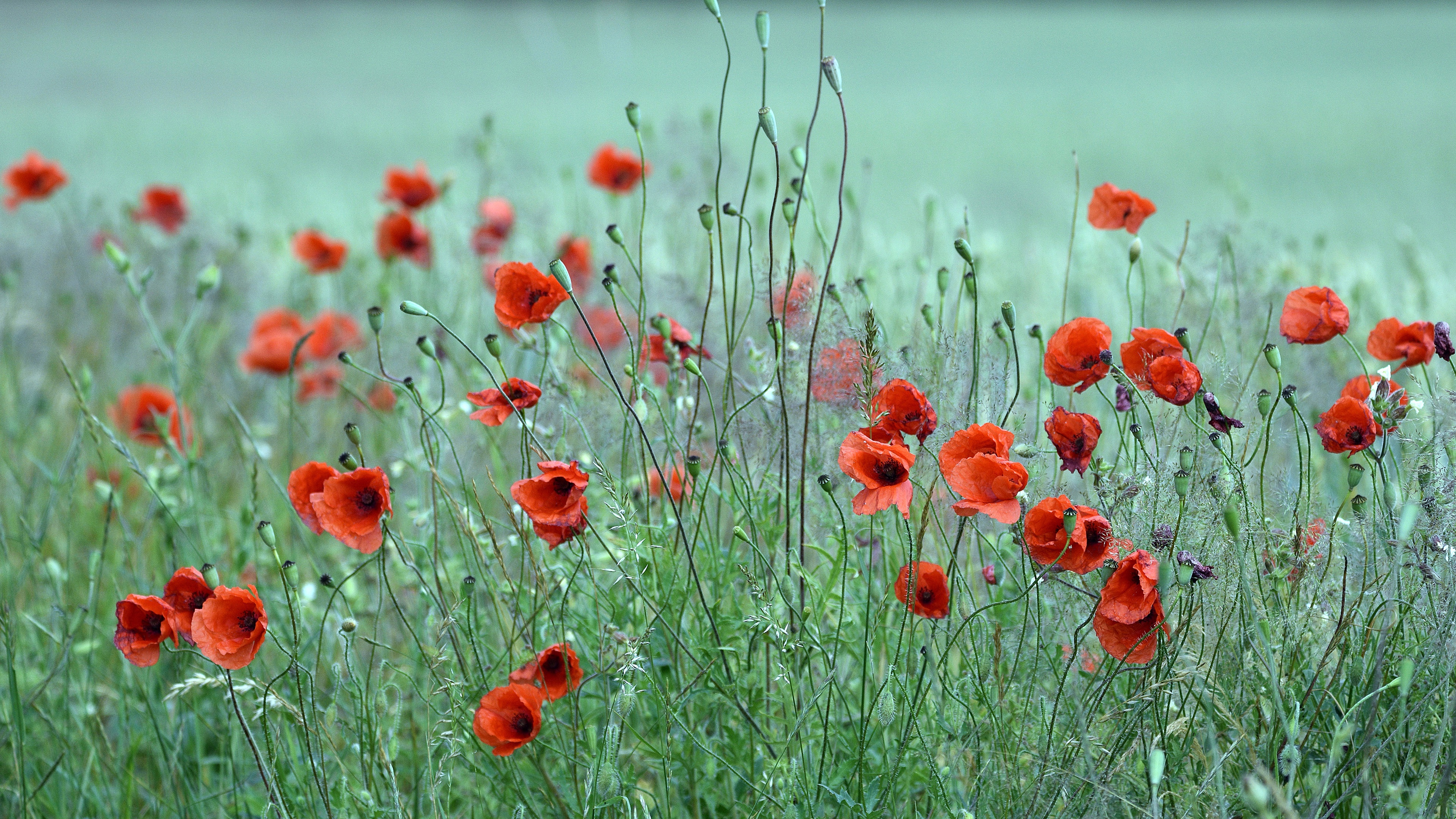 Free download wallpaper Flowers, Earth, Poppy on your PC desktop