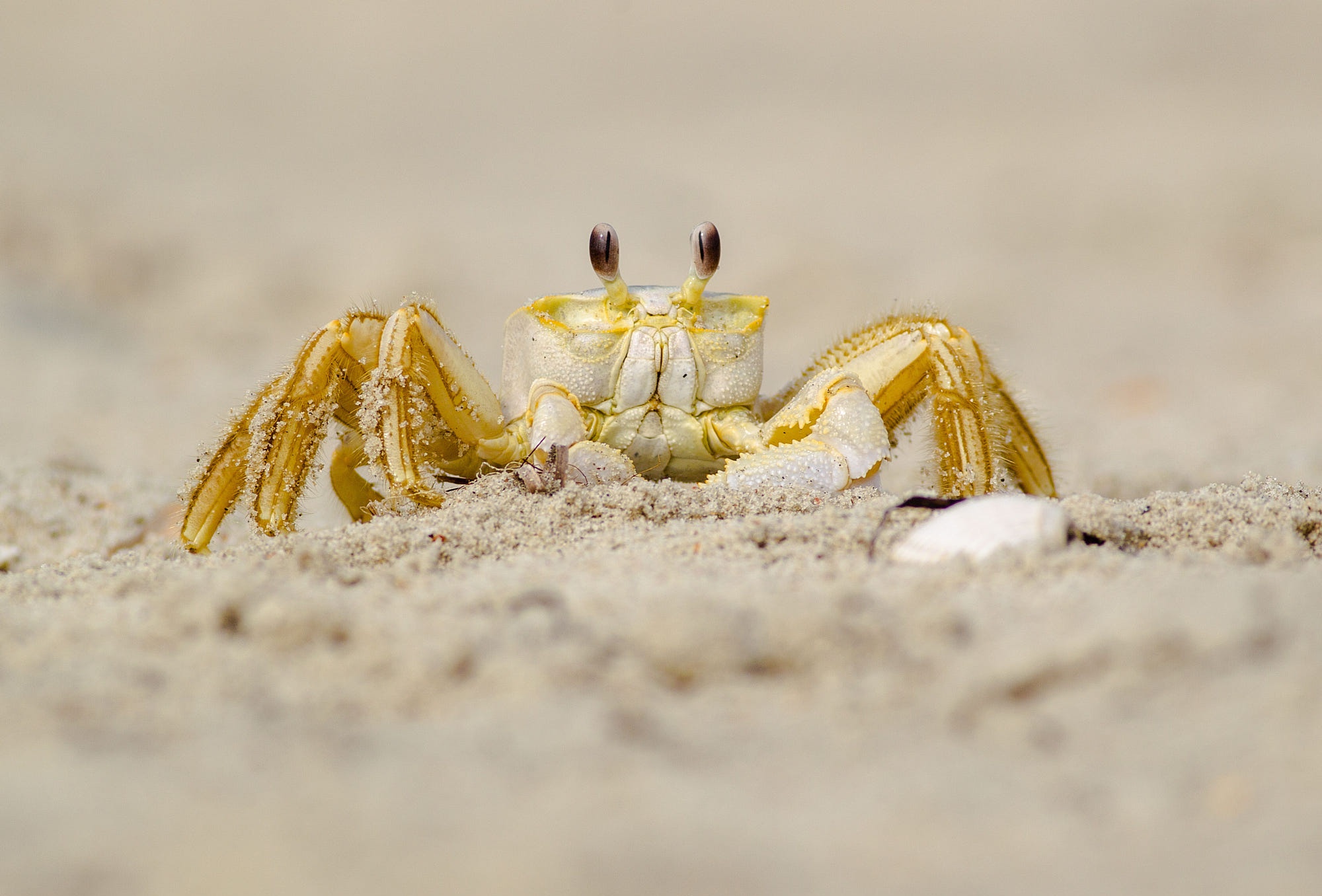 952309 Hintergrundbild herunterladen tiere, krabbe, krebstier - Bildschirmschoner und Bilder kostenlos