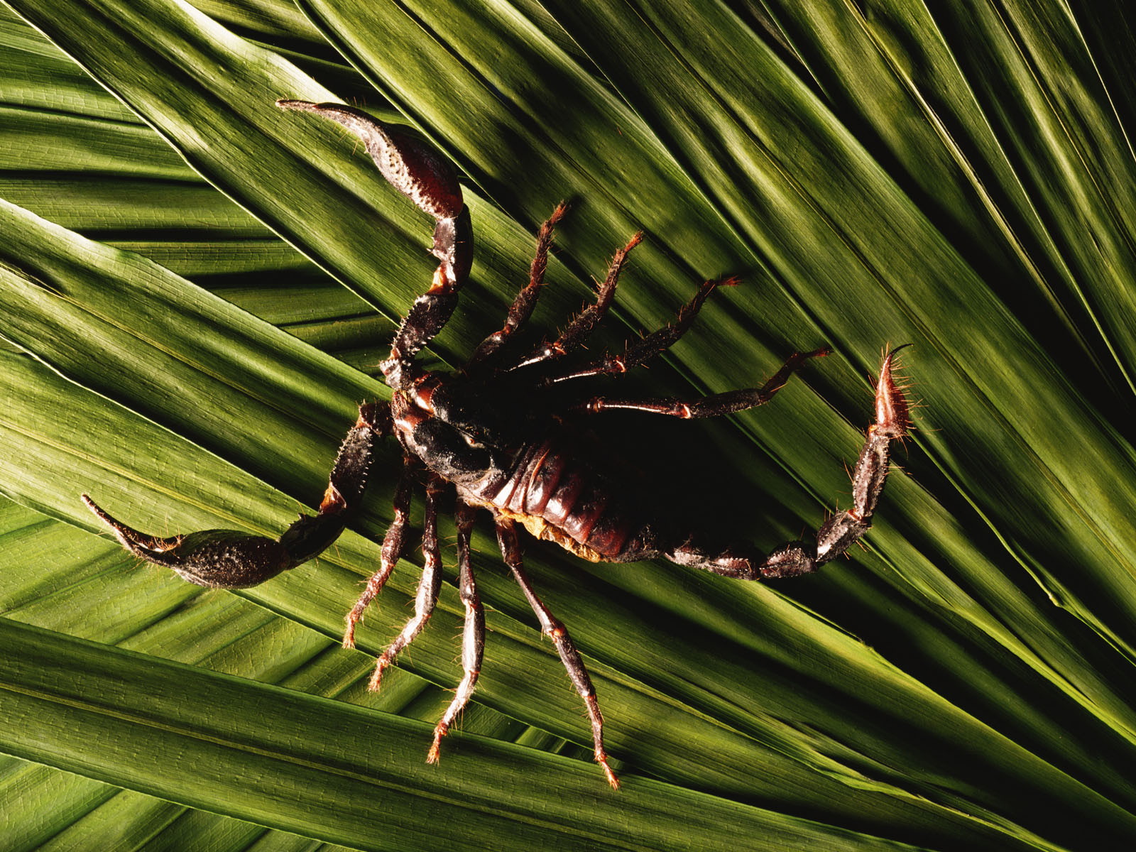 animal, scorpion
