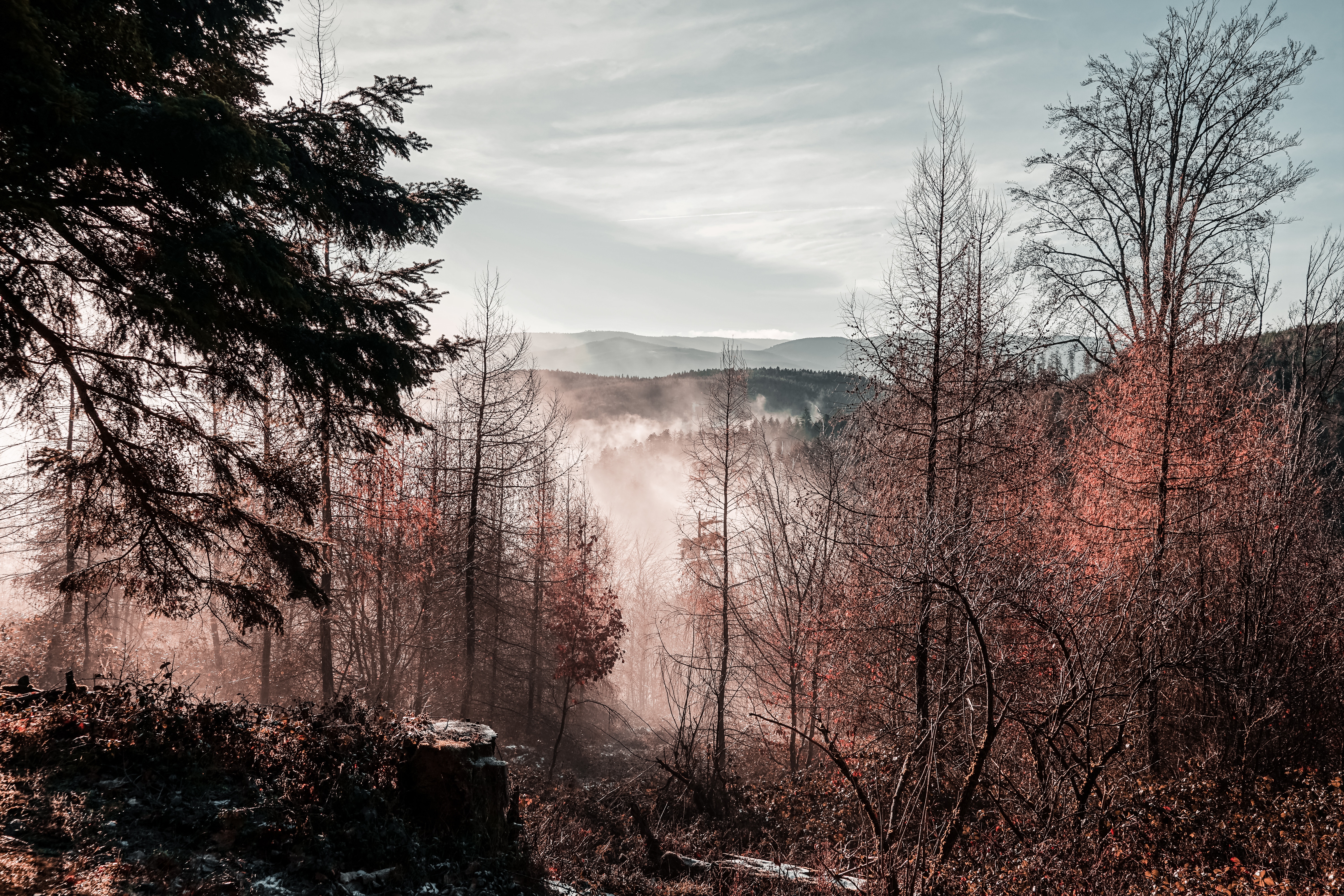 PCデスクトップに木, 山脈, 上から見る, 霧, 概要概要, 復習, 秋, 自然画像を無料でダウンロード