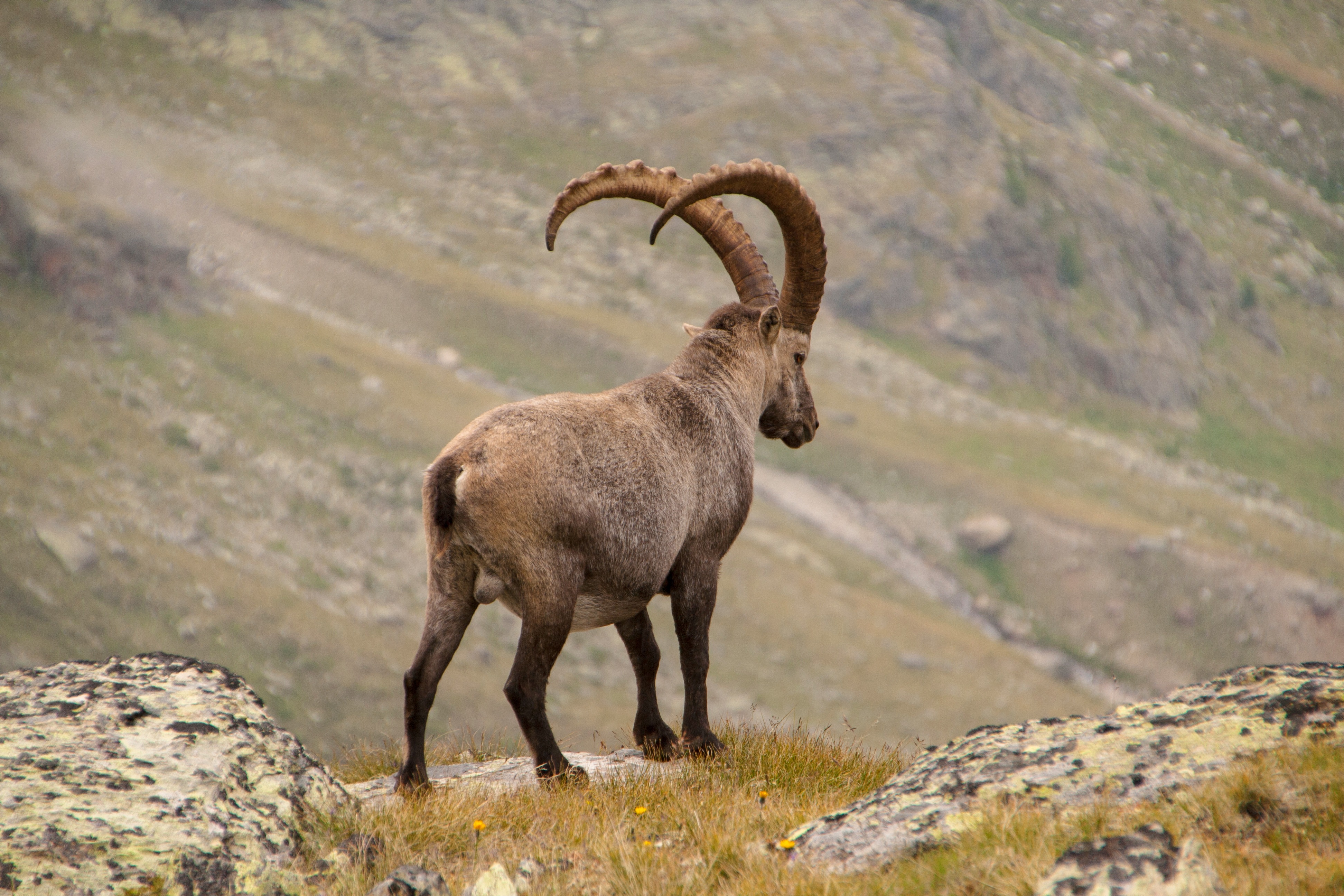 animals, mountains, horns, alpine ibex, alpine mountain goat