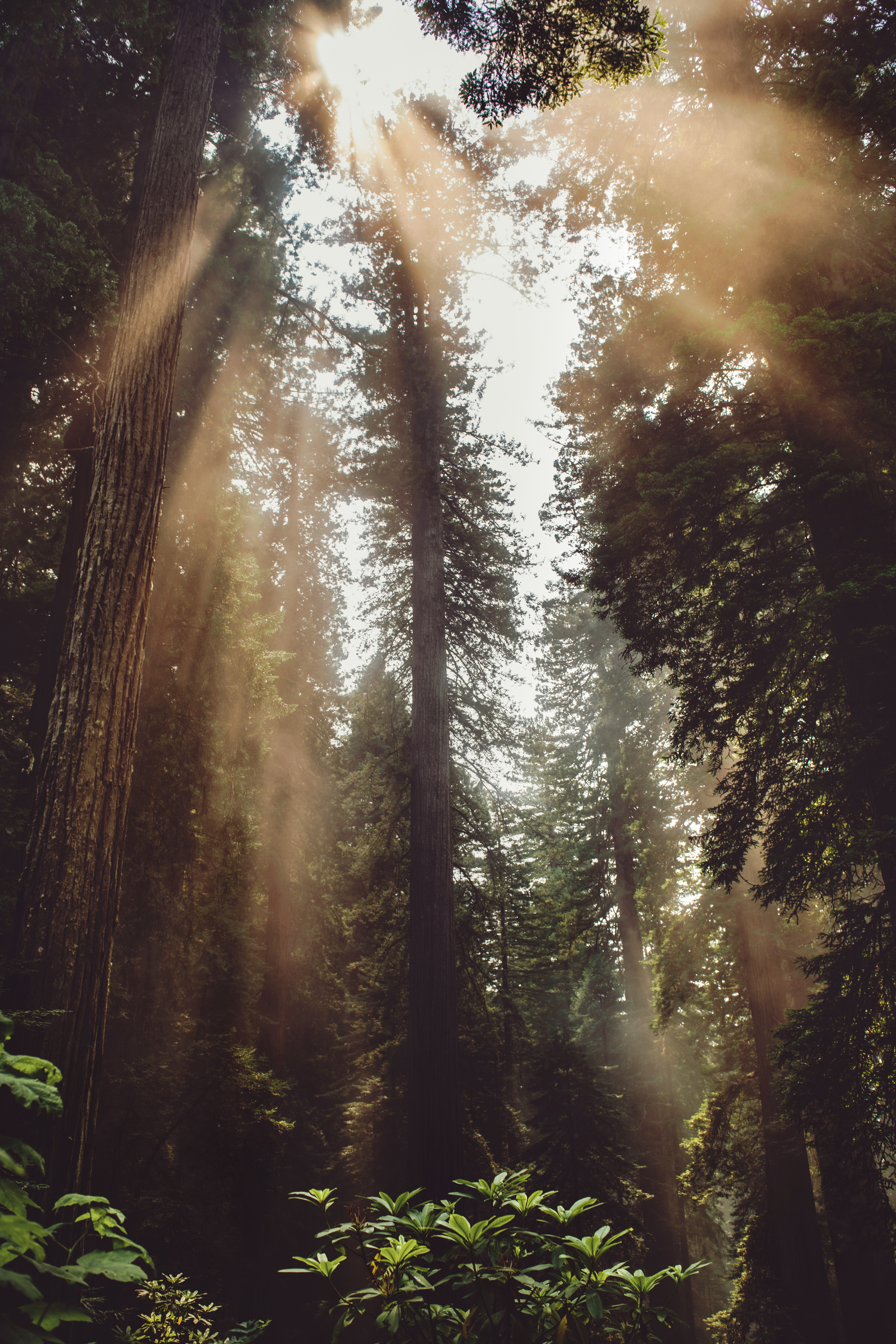 Скачать картинку Лучи, Деревья, Солнечный Свет, Туман, Лес, Природа в телефон бесплатно.