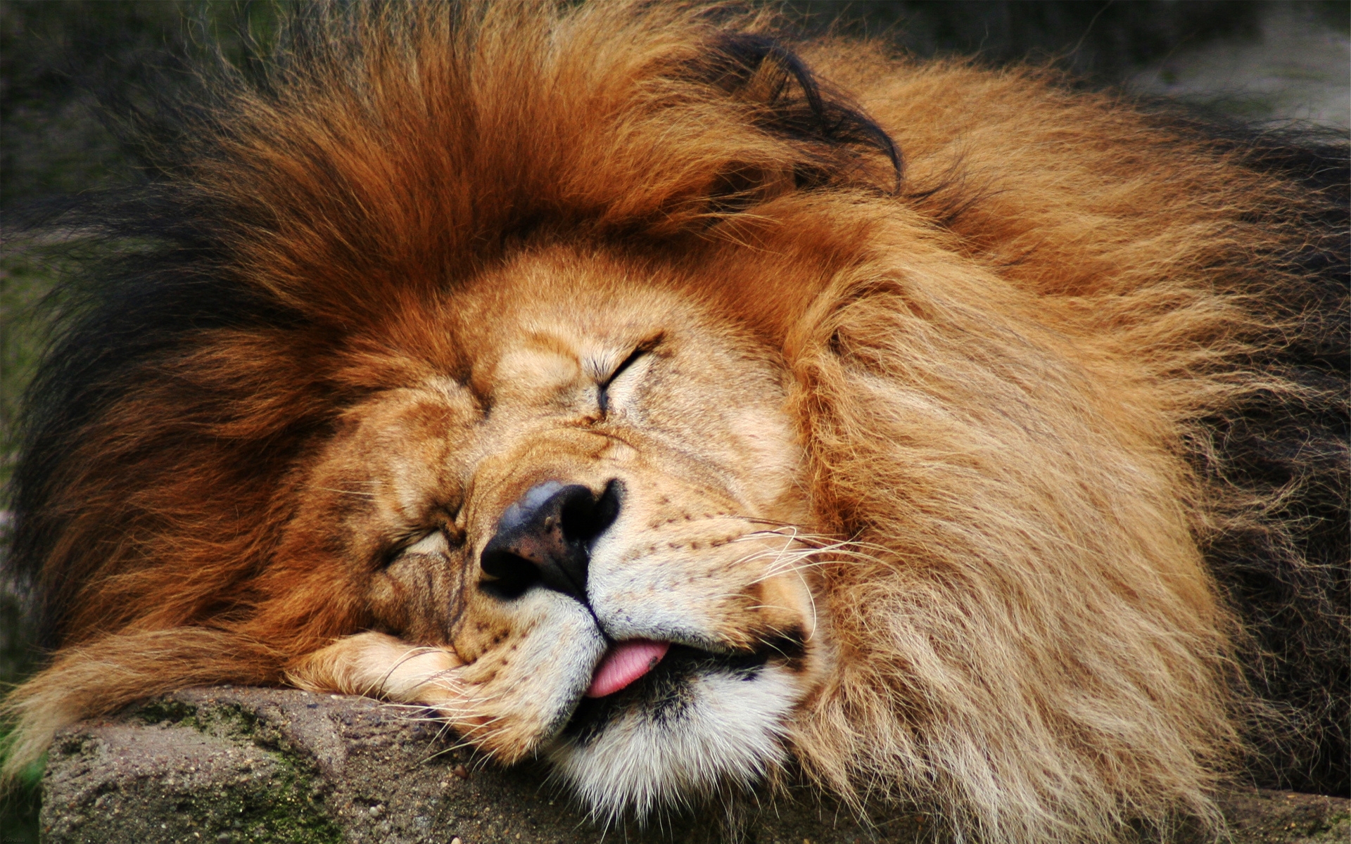 PCデスクトップに動物, ライオン, オレンジ画像を無料でダウンロード