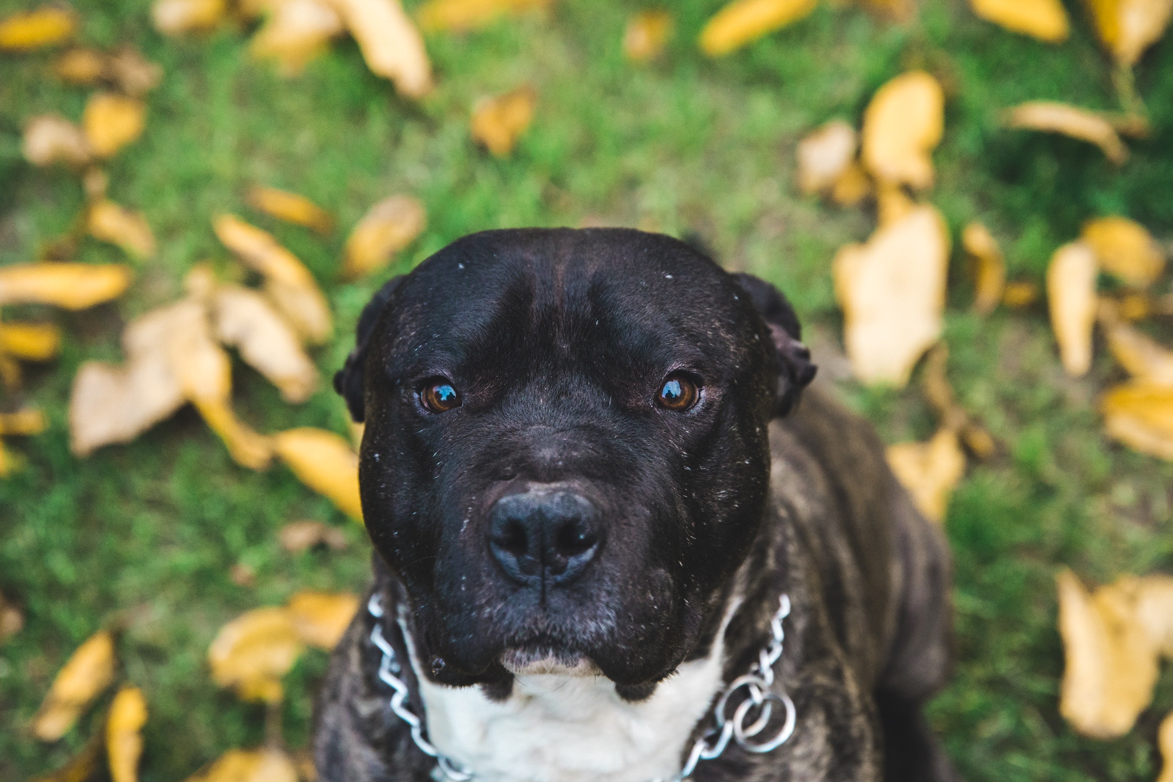 Baixe gratuitamente a imagem Animais, Cão, Focinho, Visão, Opinião na área de trabalho do seu PC