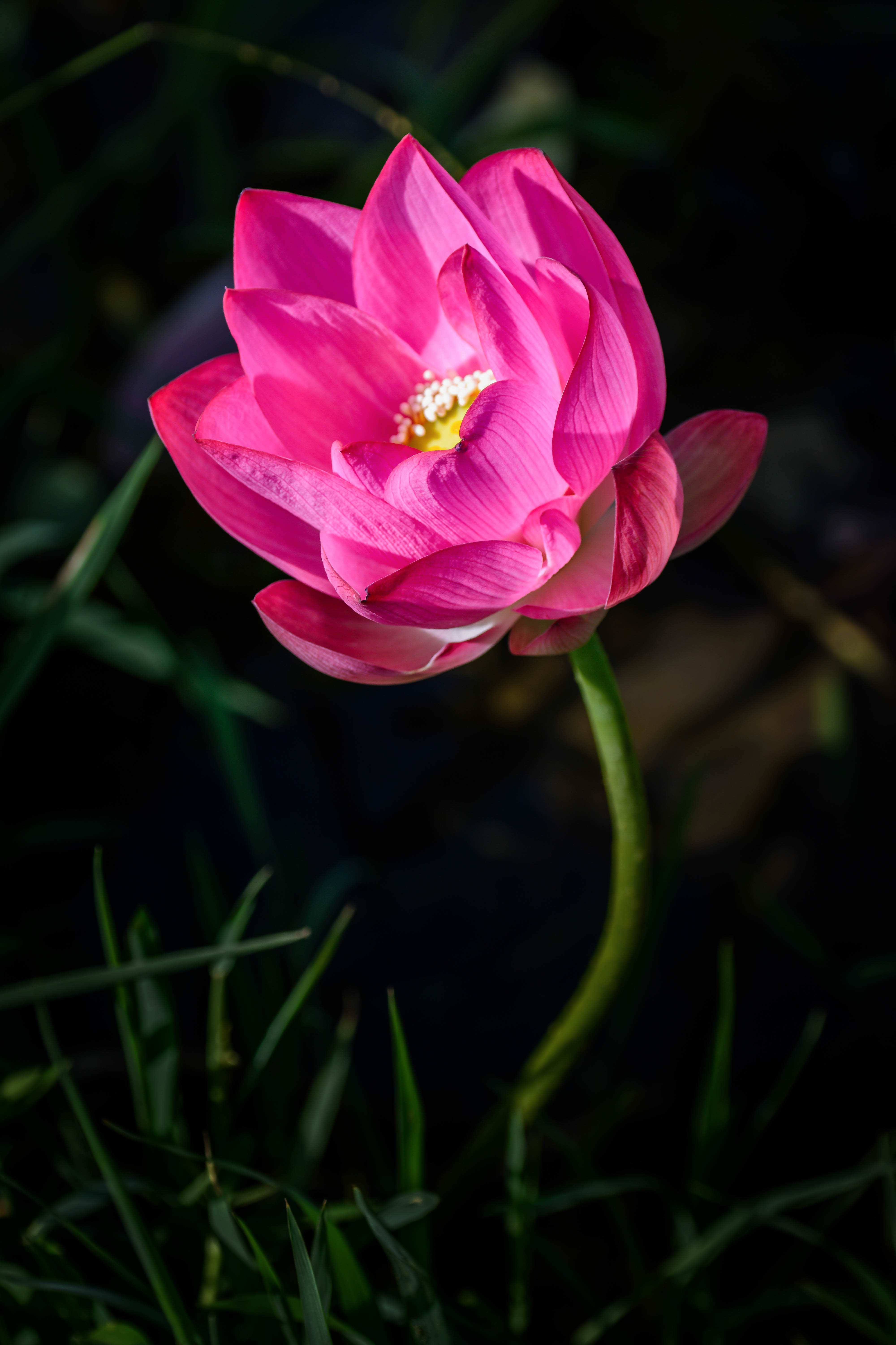 lotus, bud, flower, flowers, pink, petals, blur, smooth HD wallpaper