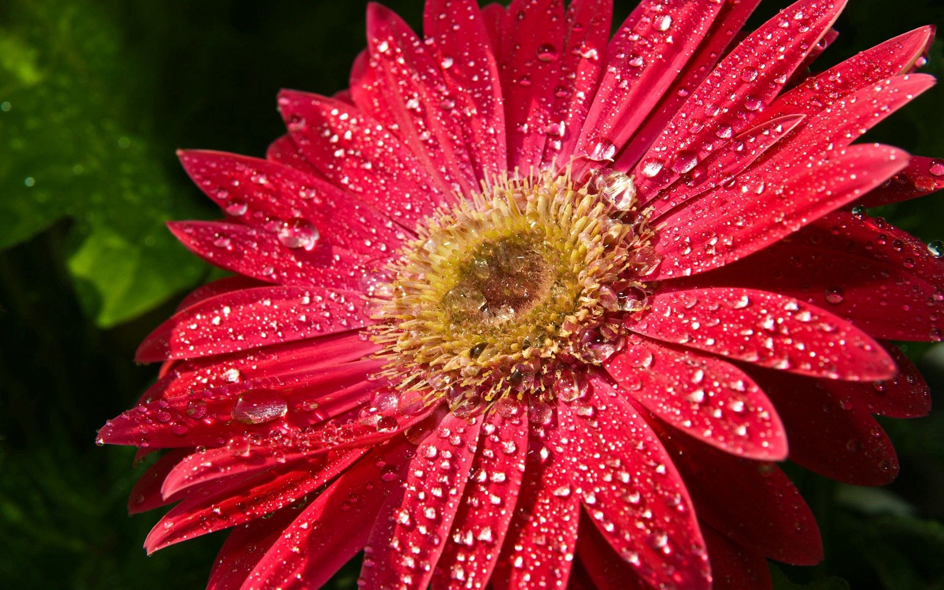 Laden Sie das Blume, Blütenblätter, Nass, Feucht, Drops, Makro-Bild kostenlos auf Ihren PC-Desktop herunter