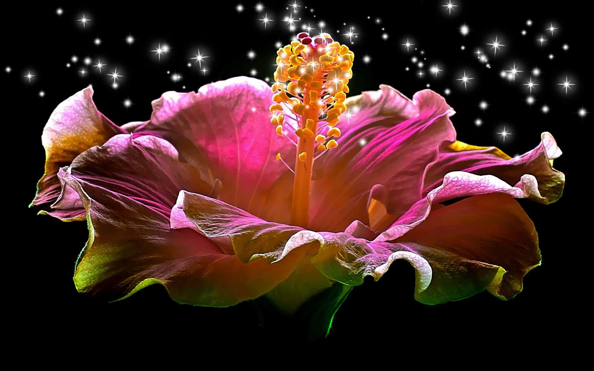 Laden Sie das Blumen, Blume, Nahansicht, Hibiskus, Künstlerisch, Funkelt-Bild kostenlos auf Ihren PC-Desktop herunter
