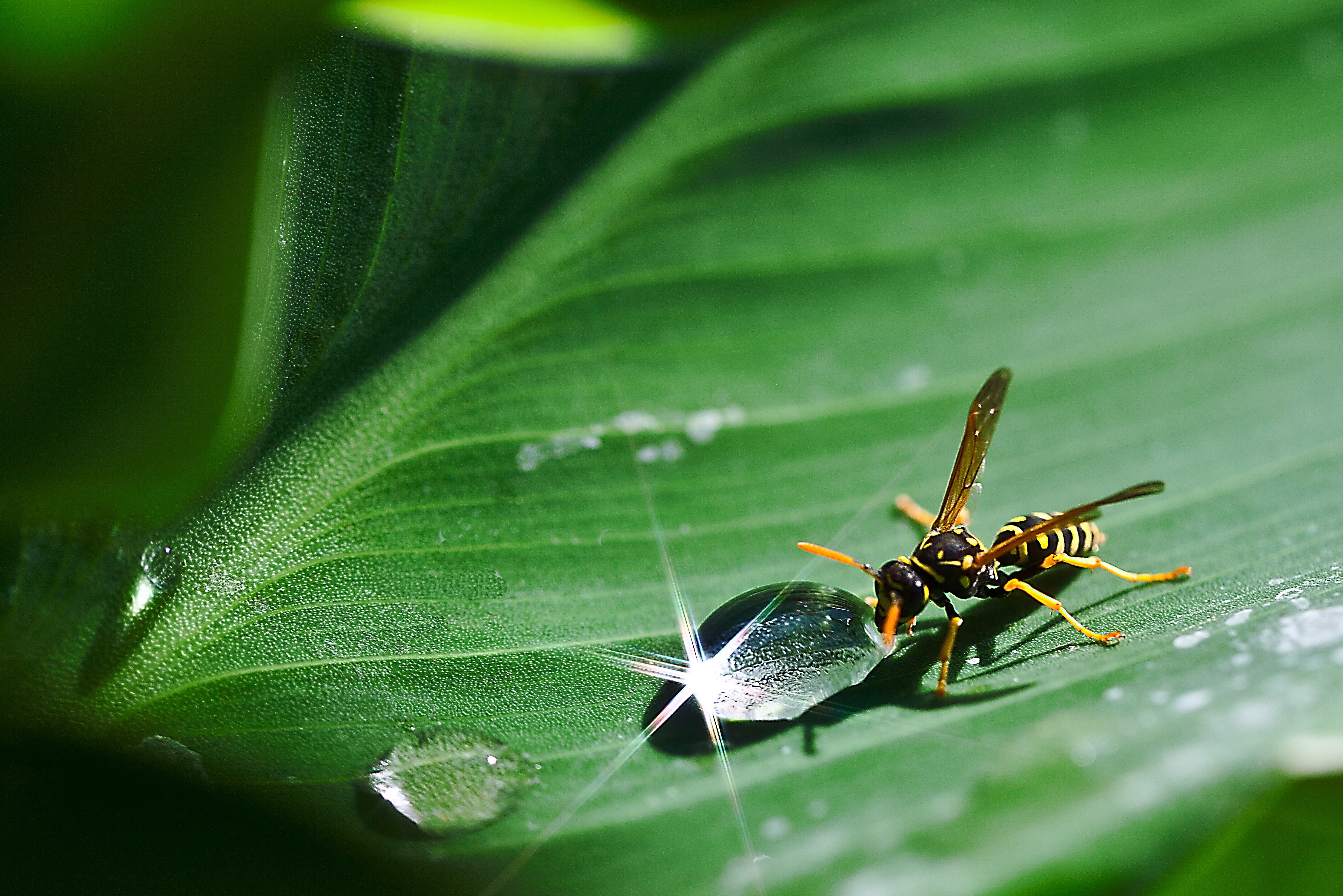 Free download wallpaper Insects, Macro, Leaf, Insect, Animal, Wasp, Water Drop on your PC desktop