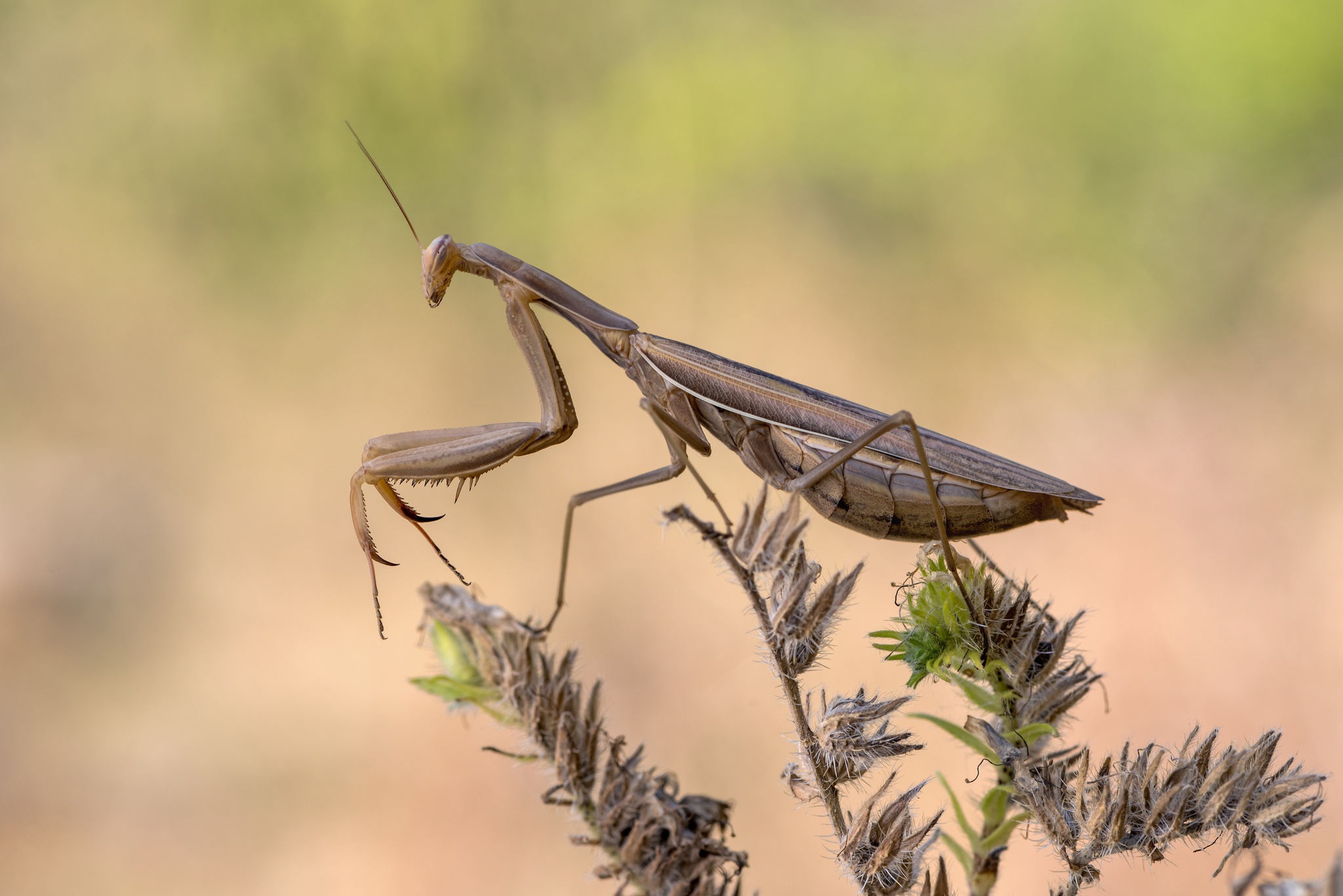 Free download wallpaper Insects, Macro, Insect, Animal, Praying Mantis on your PC desktop