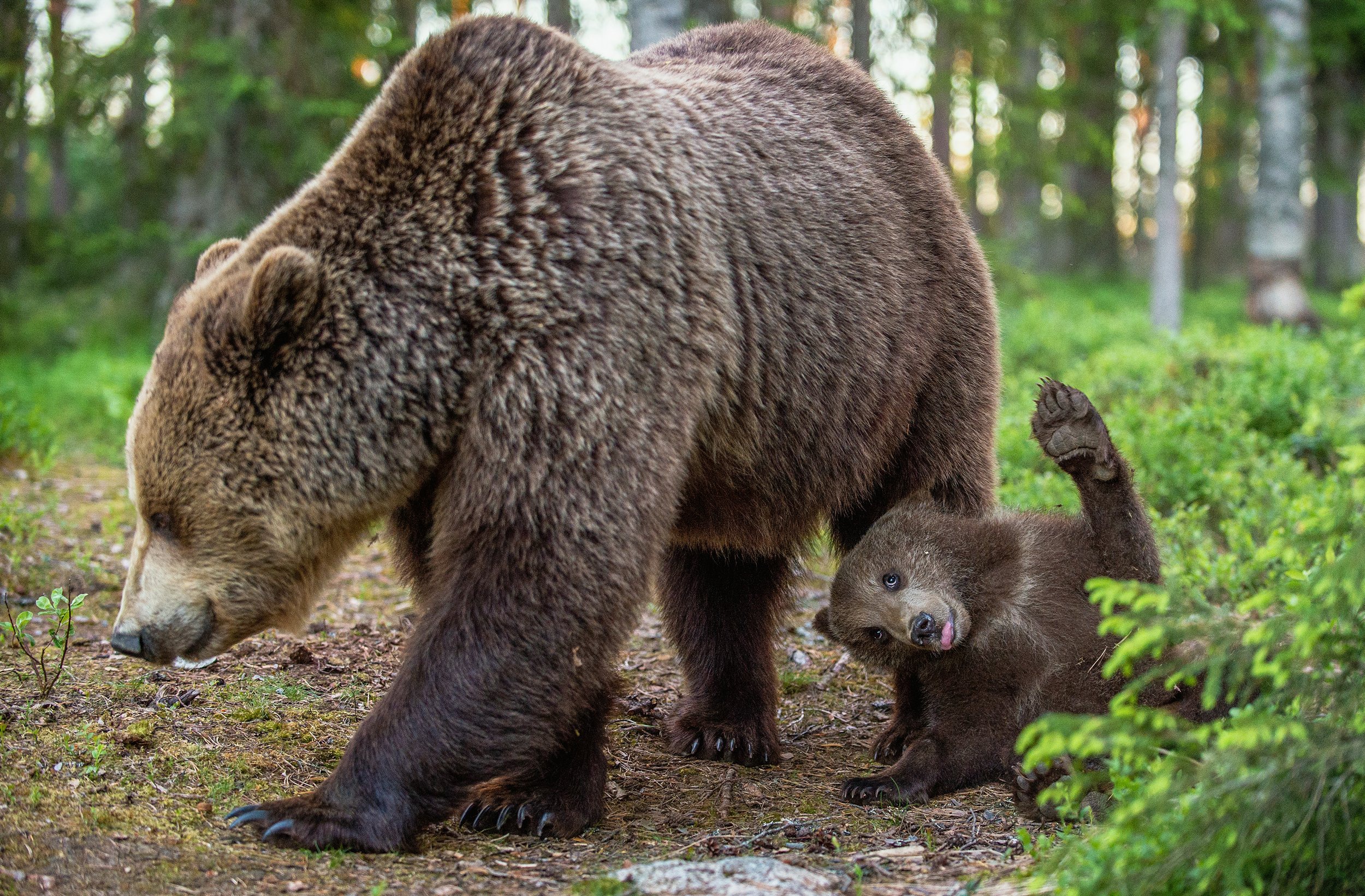 Baixar papel de parede para celular de Animais, Urso, Ursos, Animal Bebê, Filhote gratuito.