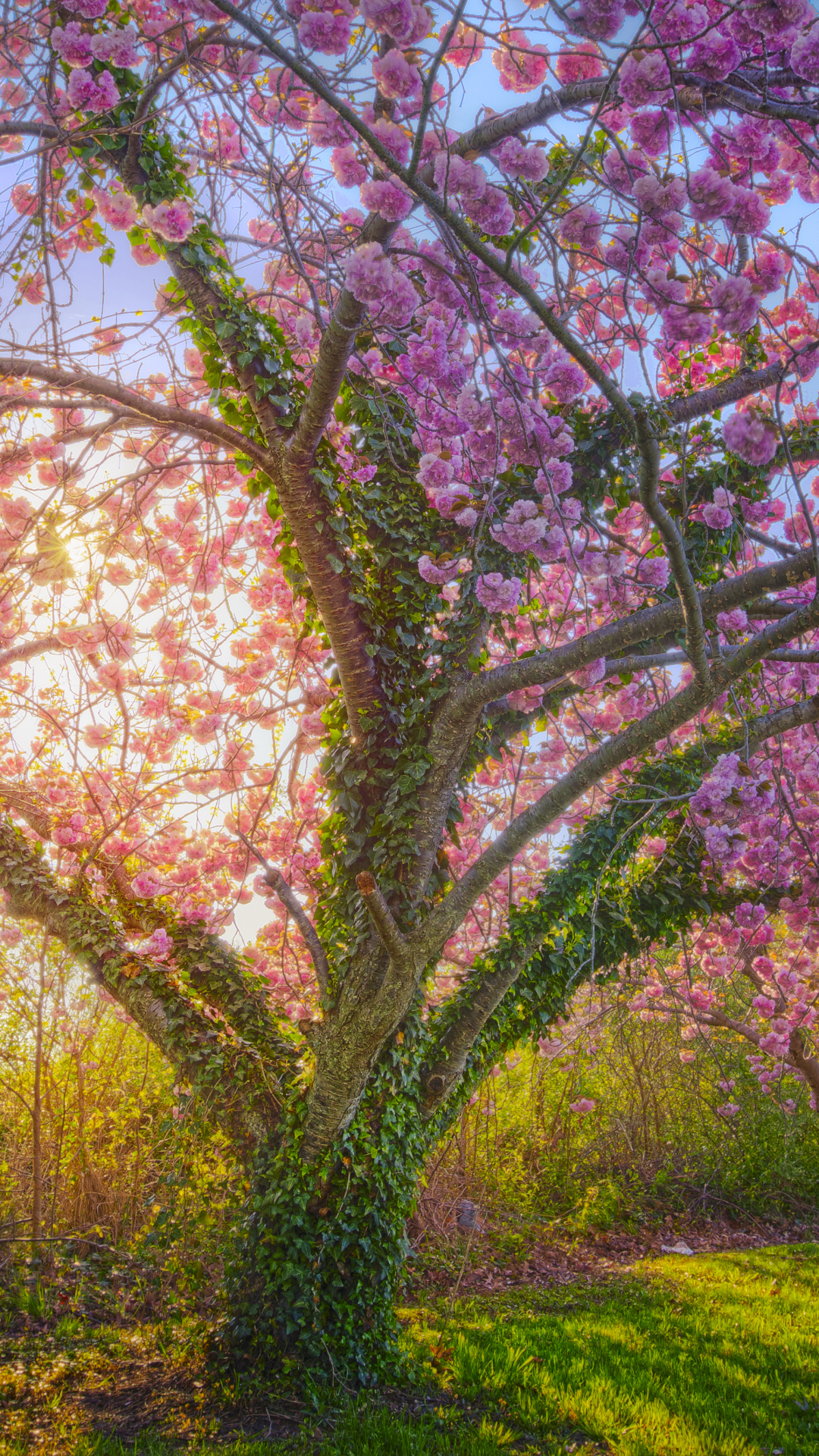 Download mobile wallpaper Flowers, Tree, Earth, Spring, Cherry Blossom, Blossom, Sunshine, Cherry Tree for free.