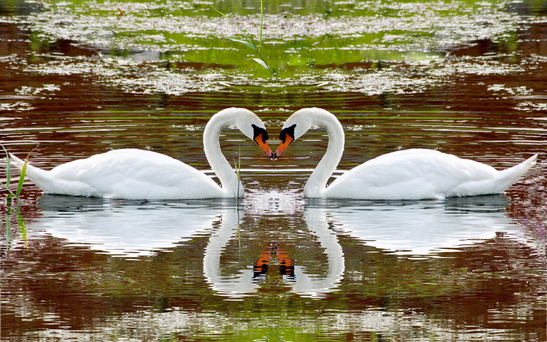 156022 baixar papel de parede casal, swans, animais, lago, reflexão, par, um coração, coração, nadar, fidelidade - protetores de tela e imagens gratuitamente
