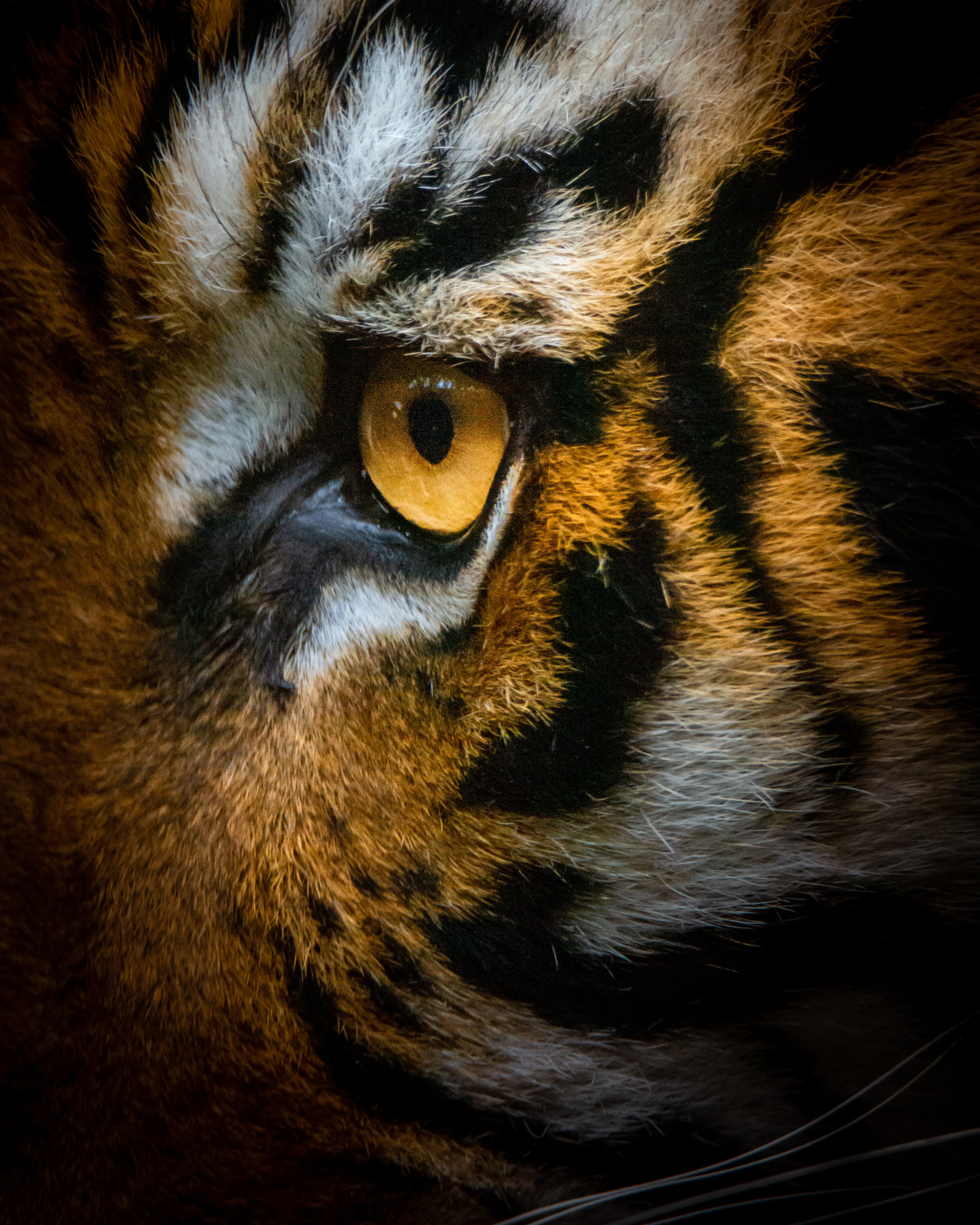 Download mobile wallpaper Macro, Animals, Eye, Tiger for free.