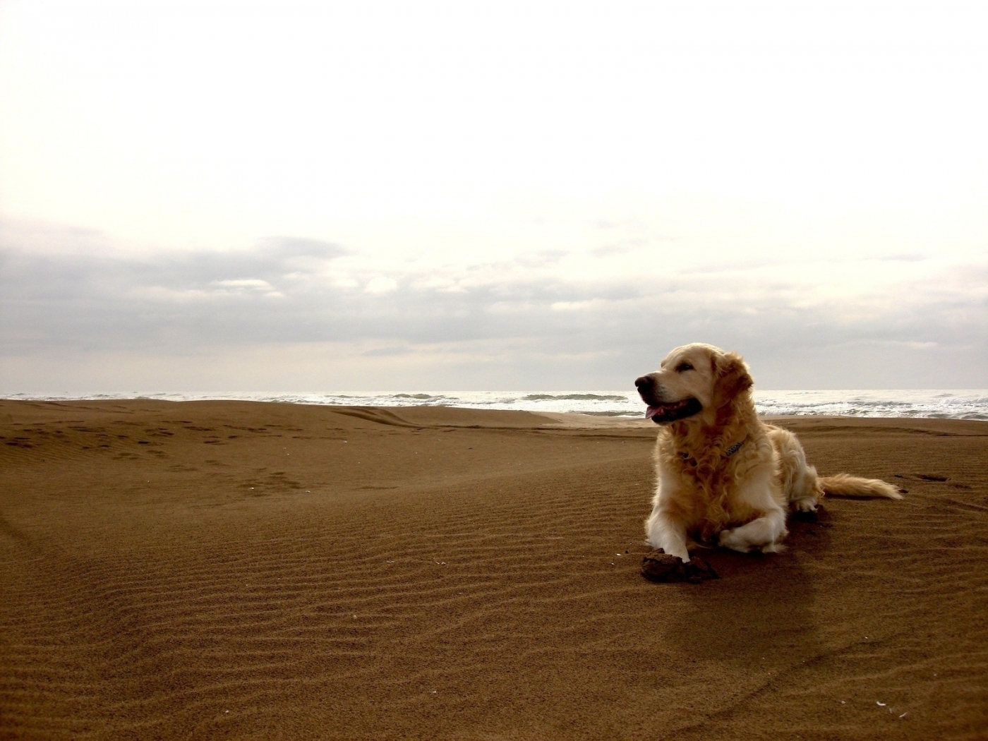 Laden Sie das Tiere, Landschaft, Hunde, Strand-Bild kostenlos auf Ihren PC-Desktop herunter