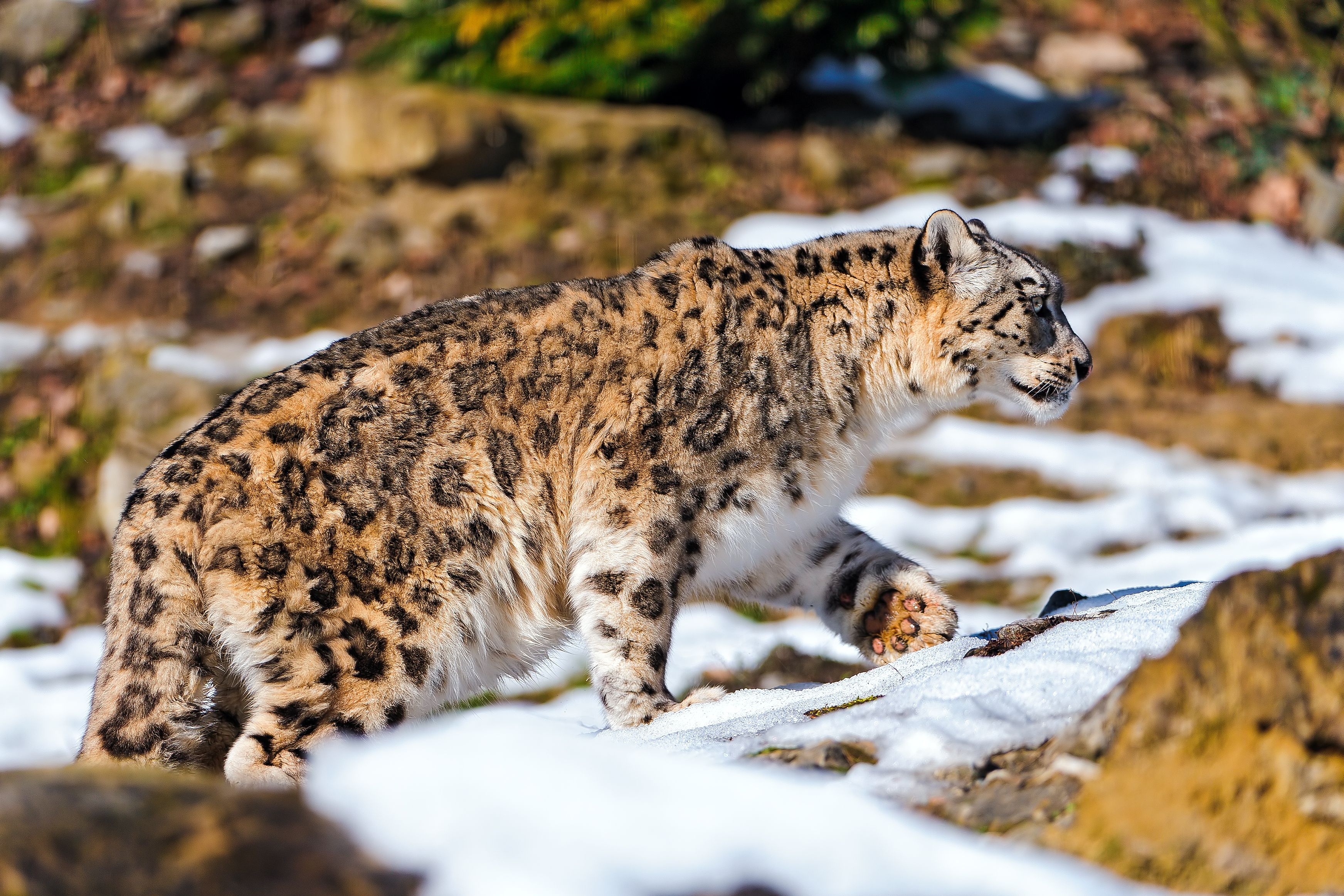 Download mobile wallpaper Snow, Predator, Stroll, Stones, Animals, Snow Leopard for free.