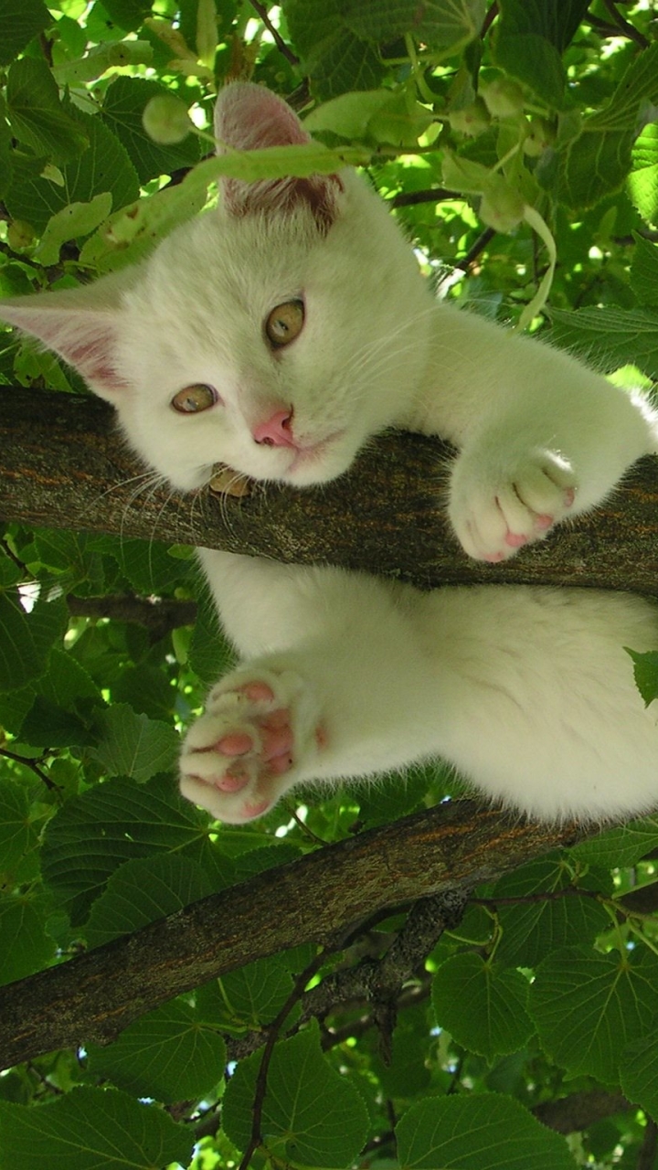 Download mobile wallpaper Funny, Cats, Cat, Leaf, Branch, Animal, Cute for free.