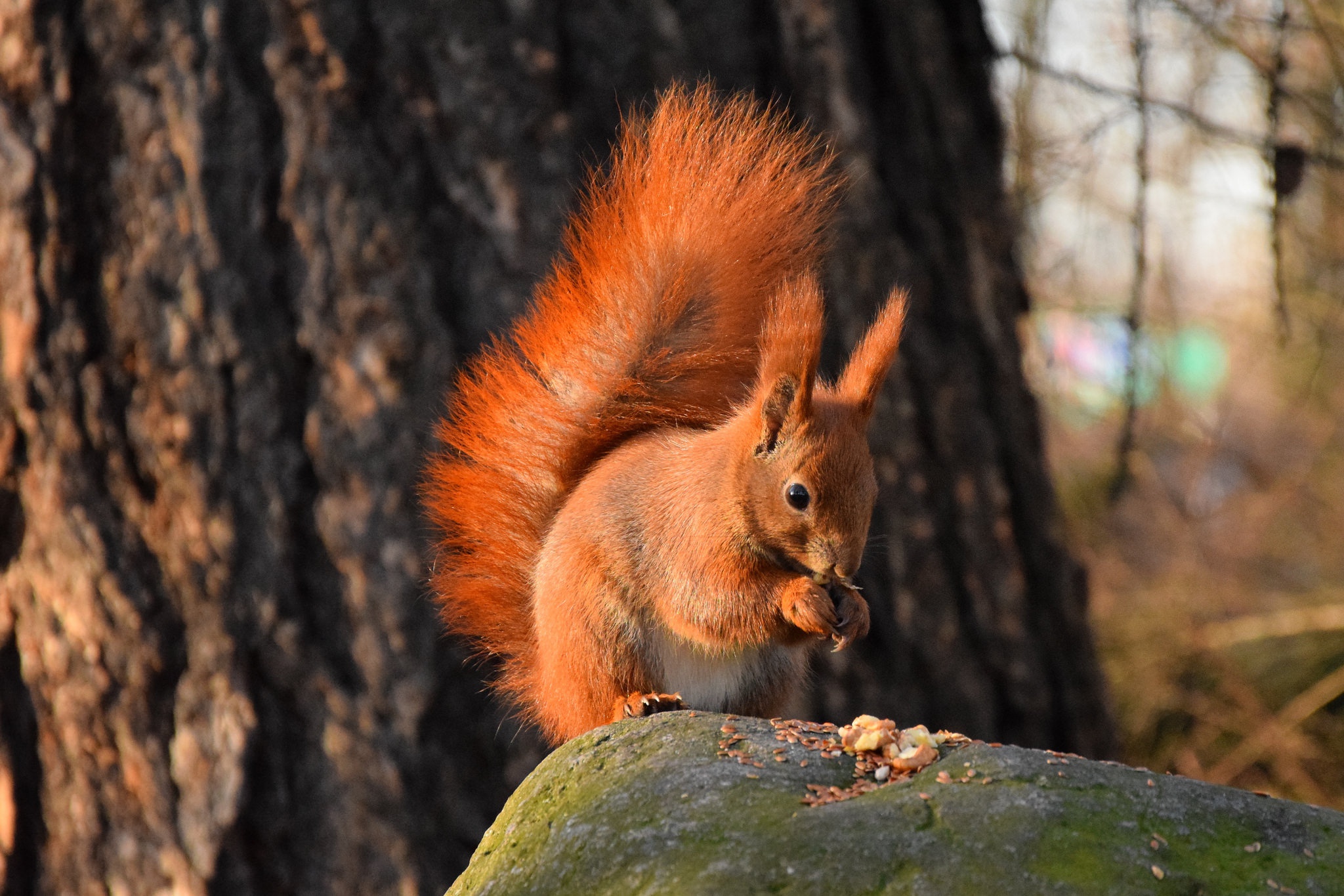 Download mobile wallpaper Squirrel, Animal, Rodent for free.