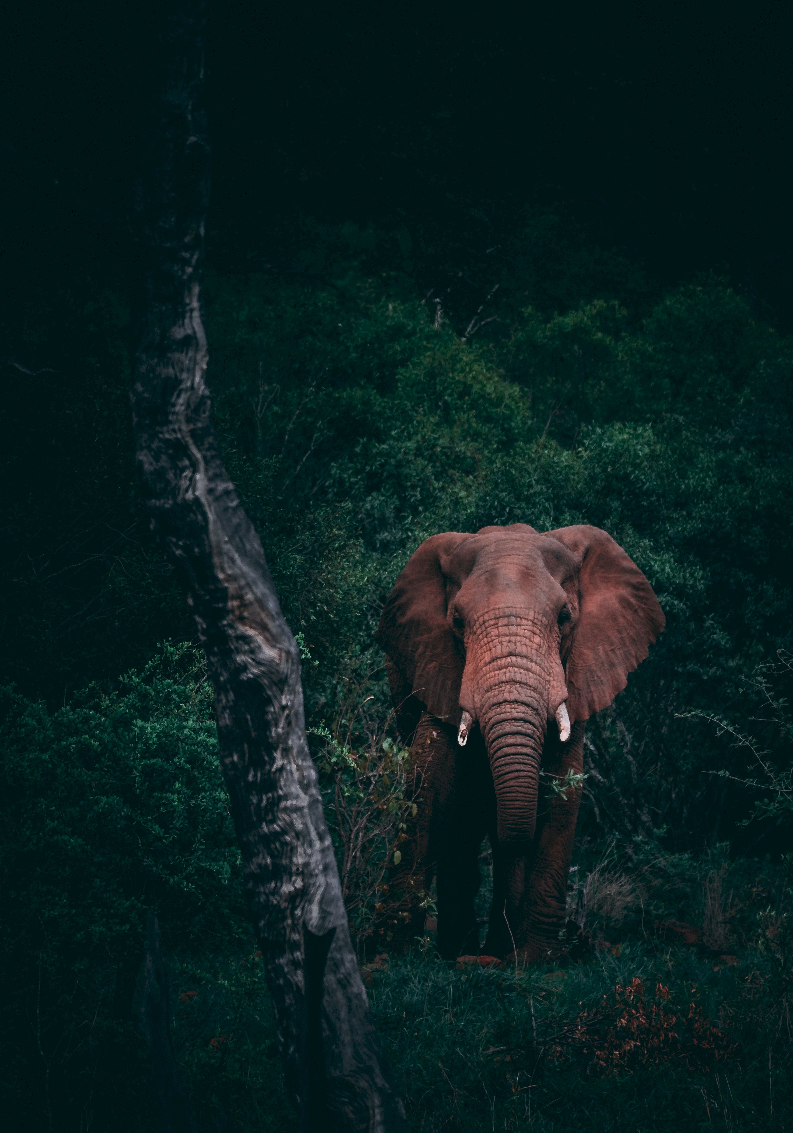 70547 скачать обои слон, дикая природа, темный, лес, животные - заставки и картинки бесплатно