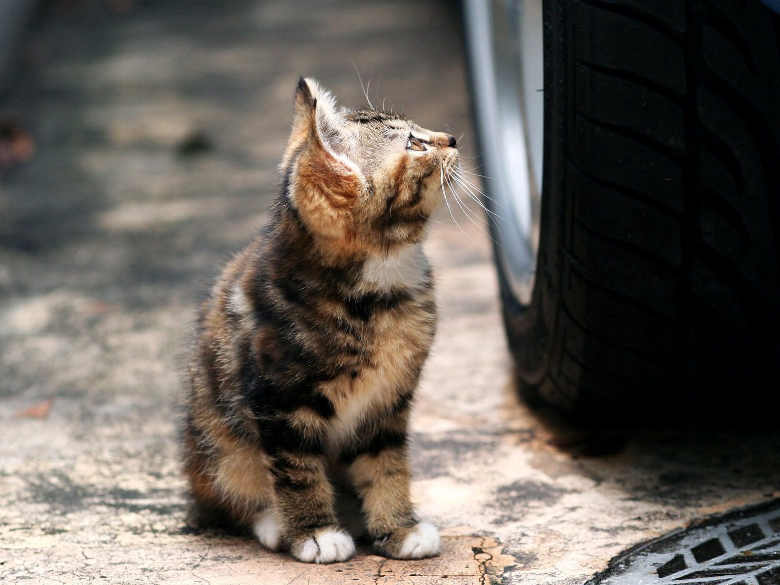 kitty, animals, kitten, muzzle, tire, tyre