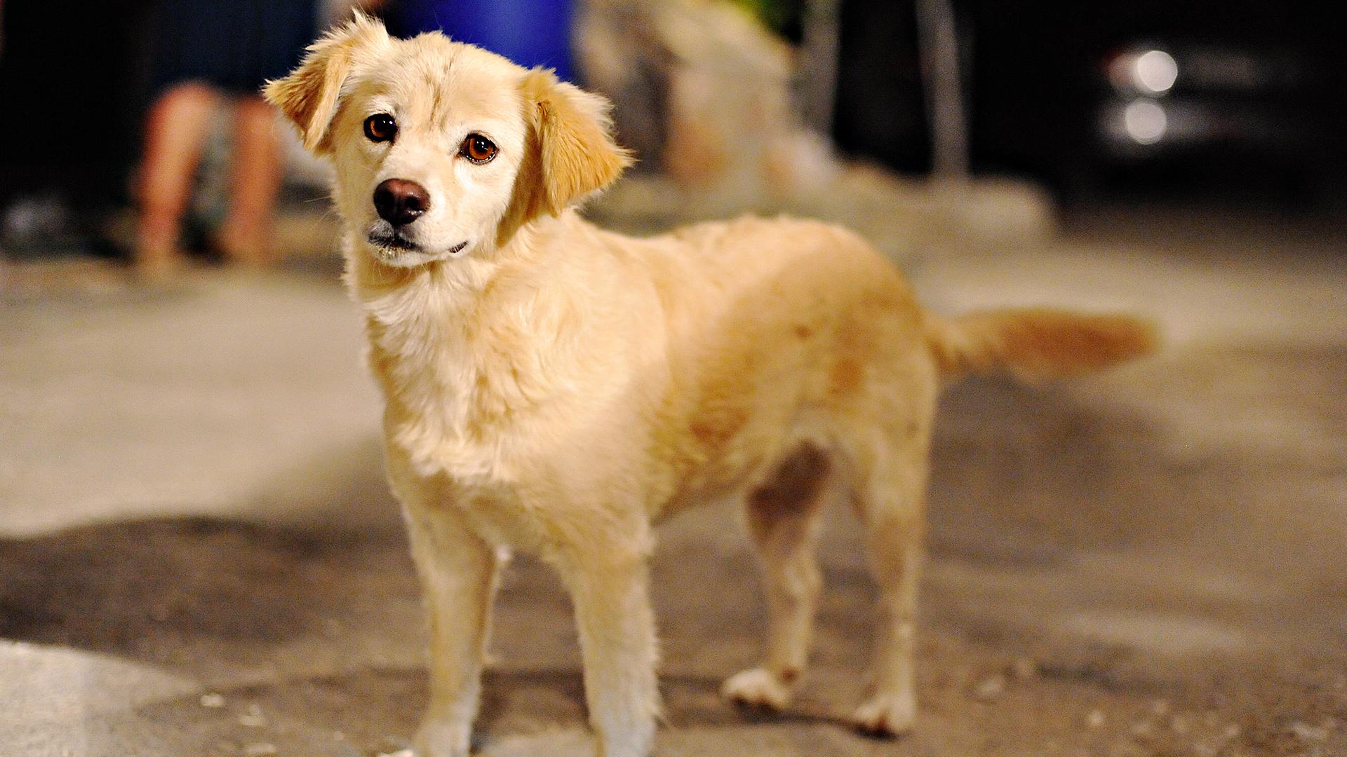 Baixe gratuitamente a imagem Animais, Cães, Cão, Fofo na área de trabalho do seu PC