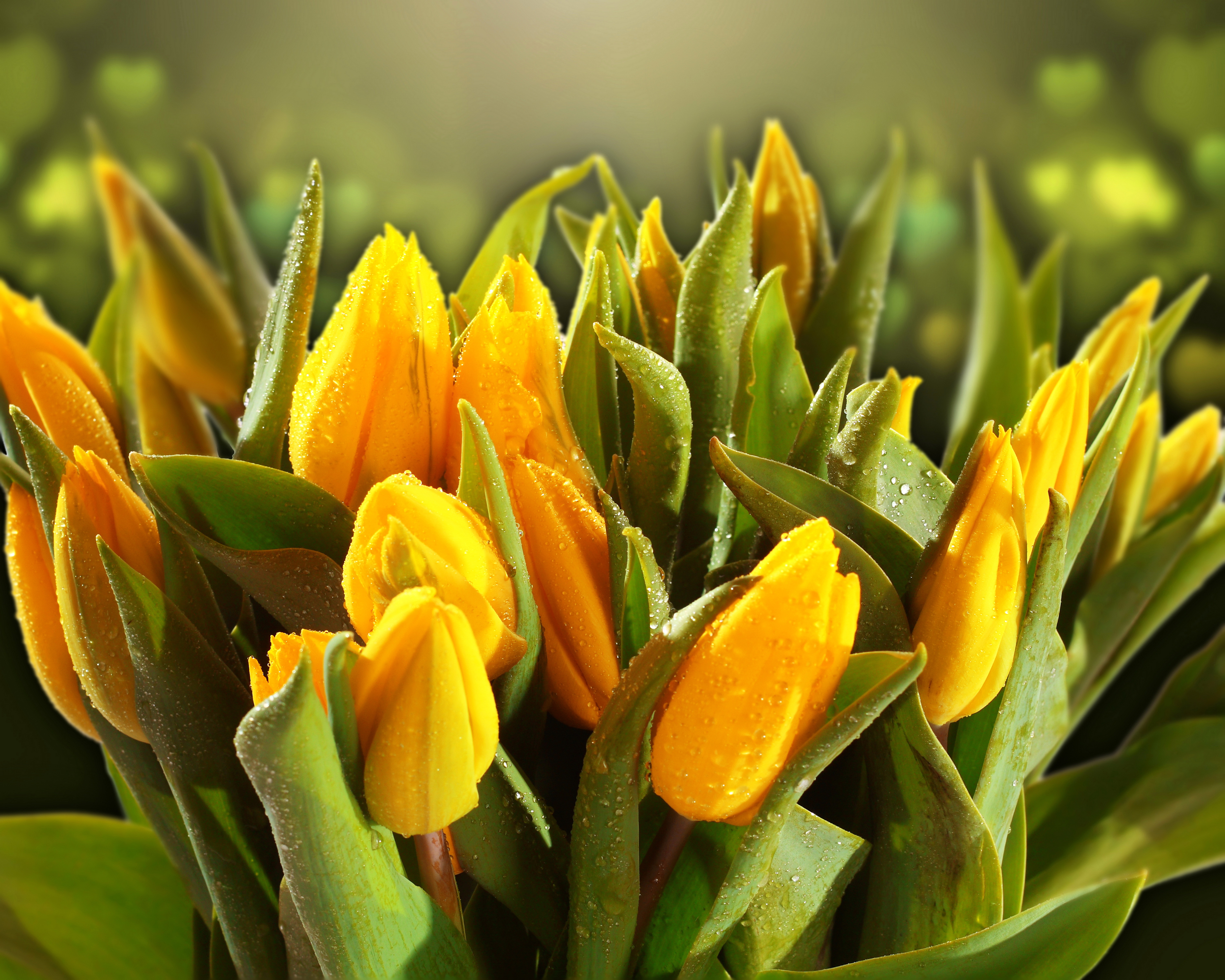 Free download wallpaper Flowers, Flower, Close Up, Earth, Tulip, Yellow Flower, Water Drop on your PC desktop