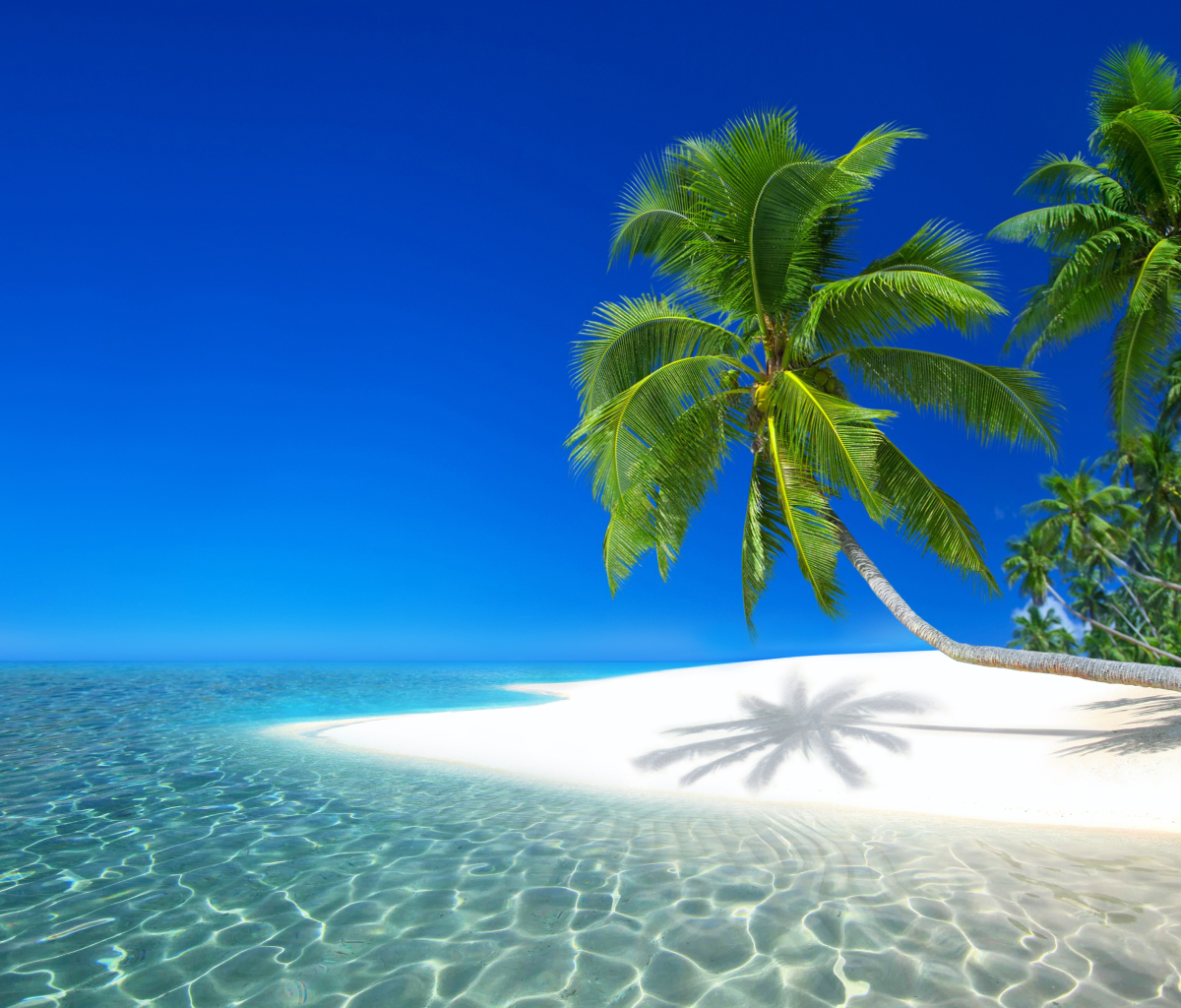 Скачать картинку Море, Пляж, Пальмы, Пальма, Остров, Тропический, Сейшелы, Земля/природа в телефон бесплатно.