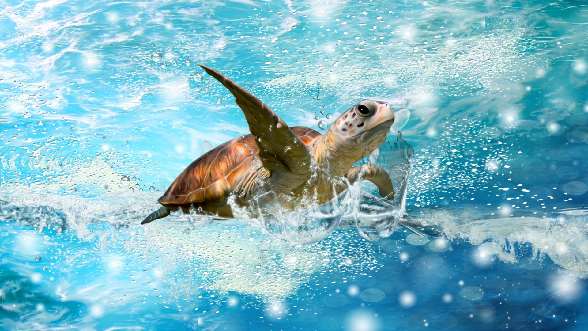 317134 Bild herunterladen tiere, meeresschildkröte, schildkröten - Hintergrundbilder und Bildschirmschoner kostenlos