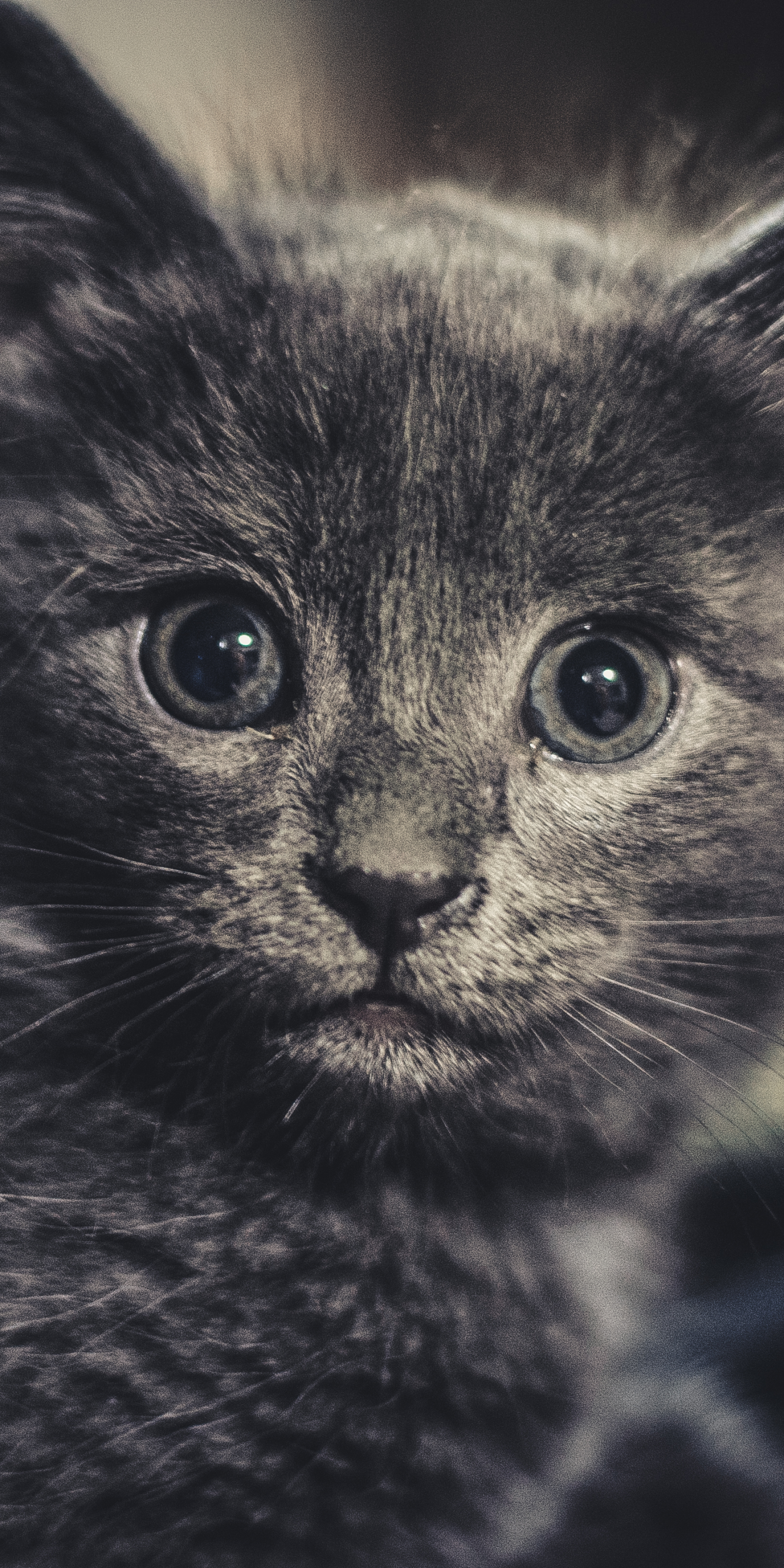 PCデスクトップに動物, ネコ, 猫, 子猫, 赤ちゃん動物, 見詰める画像を無料でダウンロード