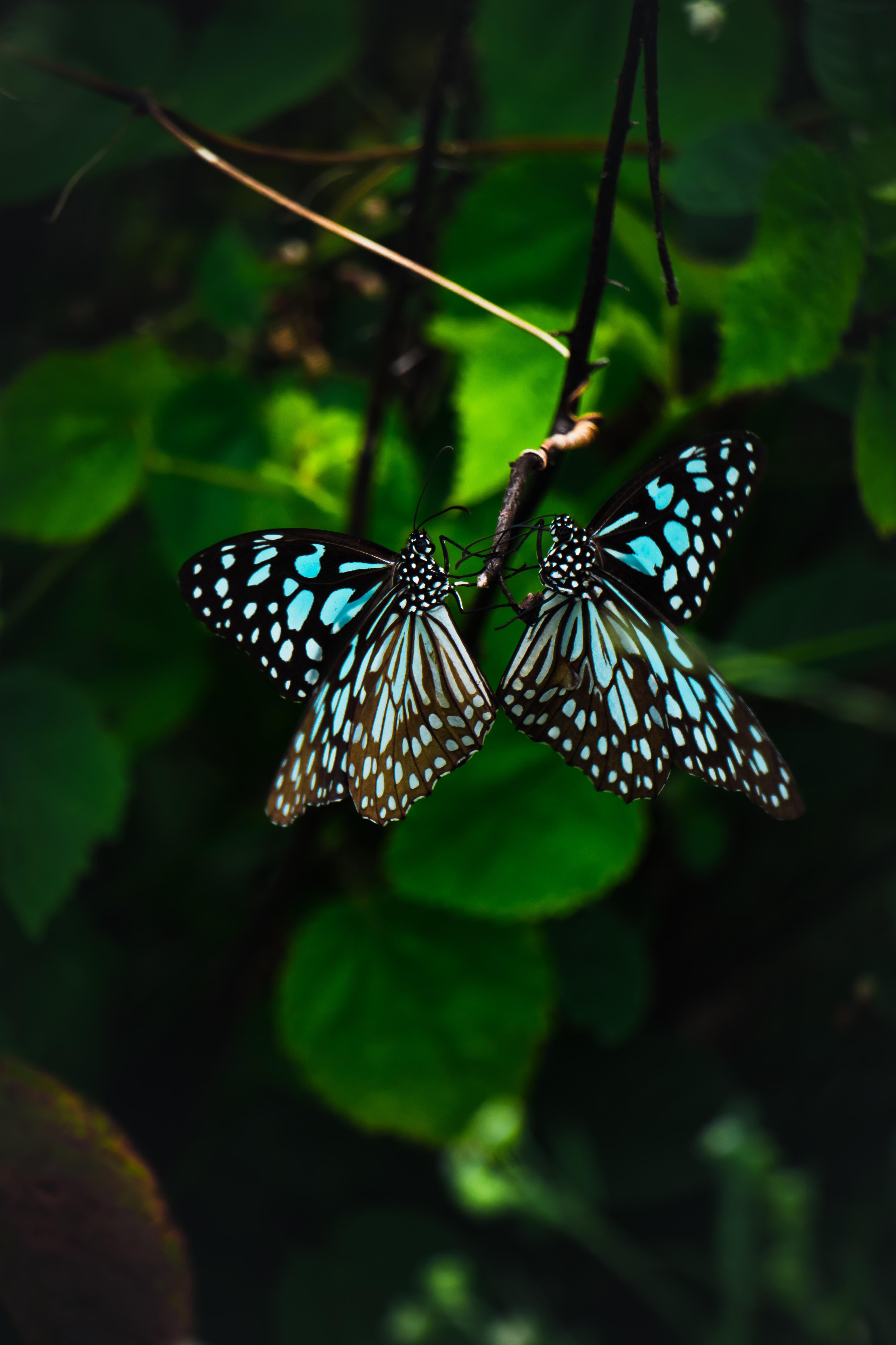 butterflies, animals, pattern, wings, tropical